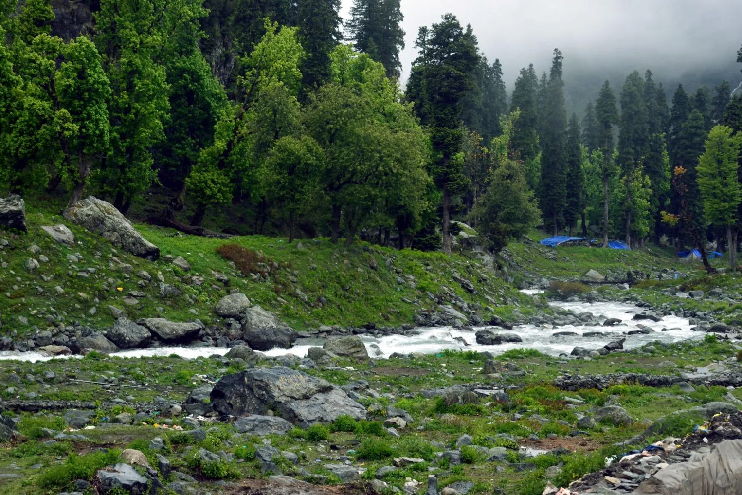 green trees around lidder river flowing through Chandanwari in Pahalgam