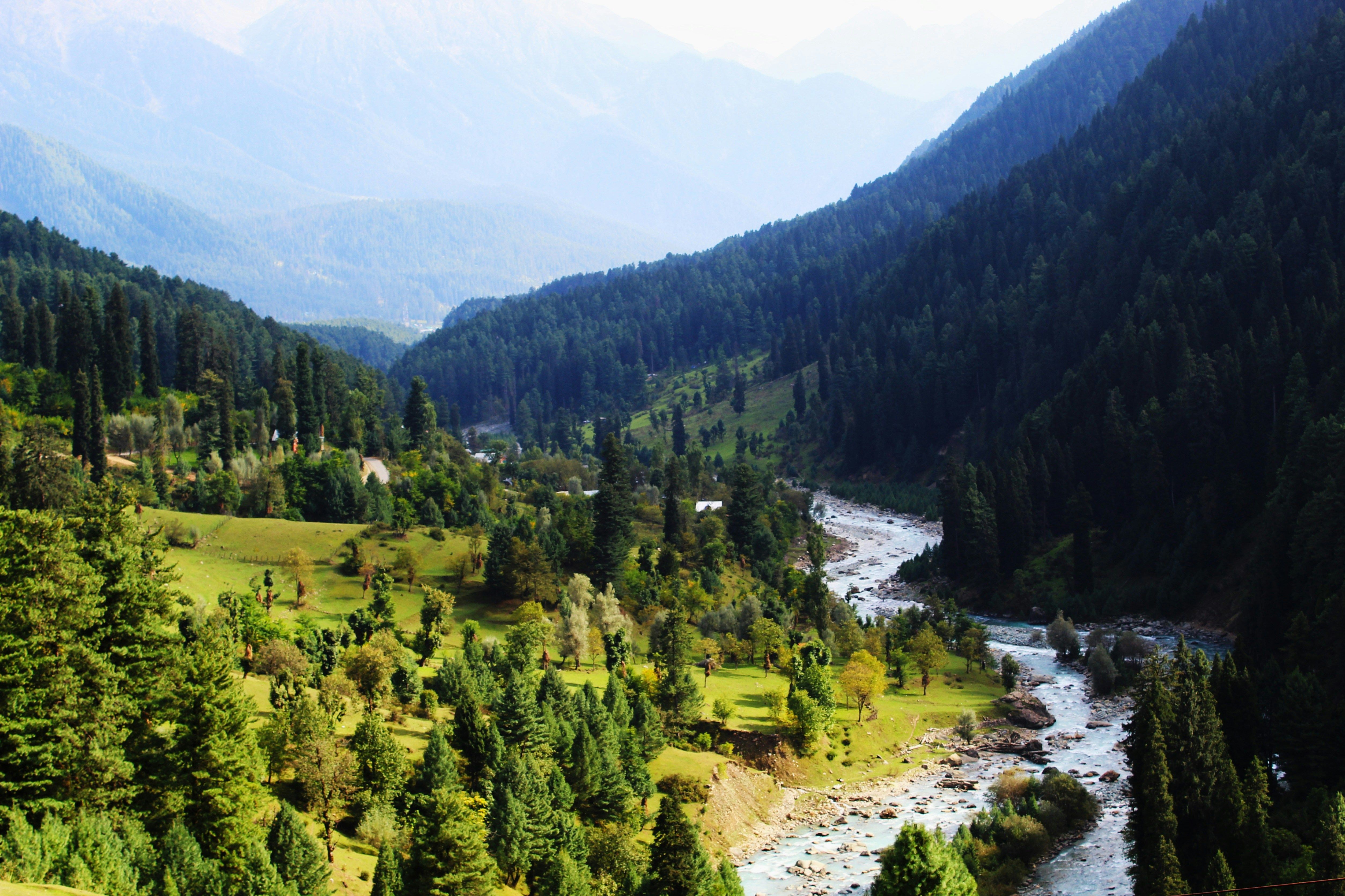 lidder river running through a lush green forest in pahalgam