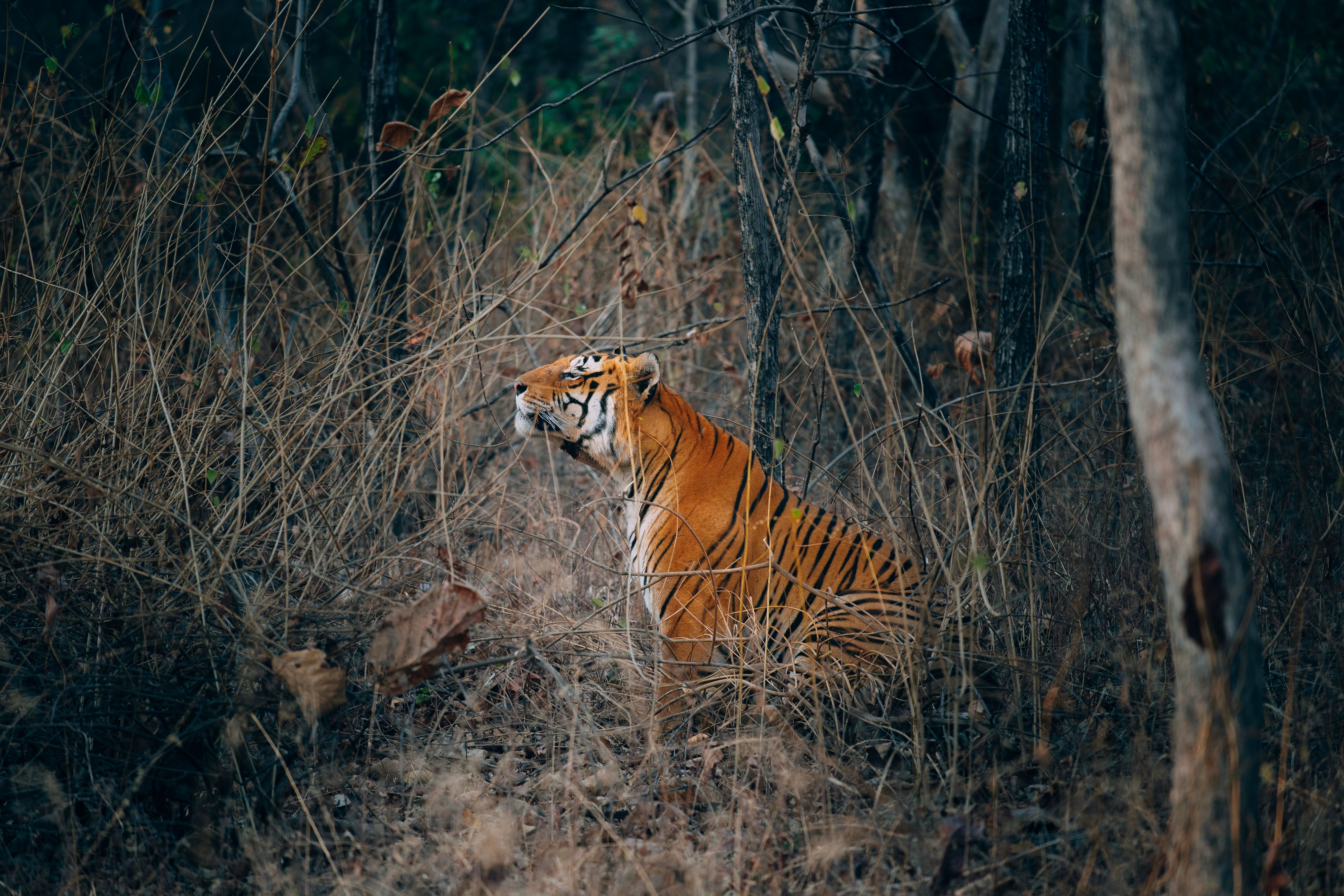 bengal tiger in its natural habitat in ranthambore national park