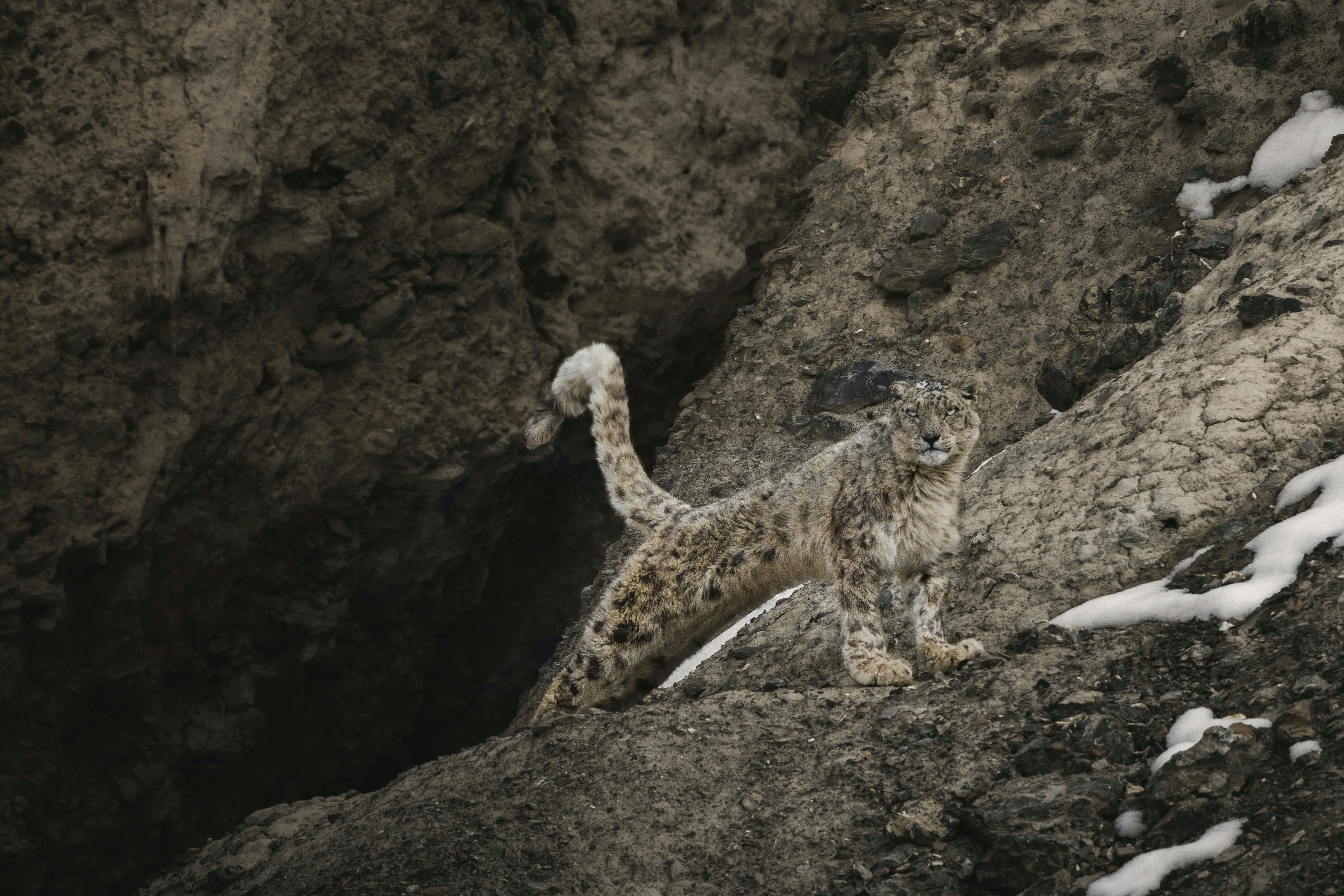 a majestic snow leopard in kaza himachal pradesh wilderness