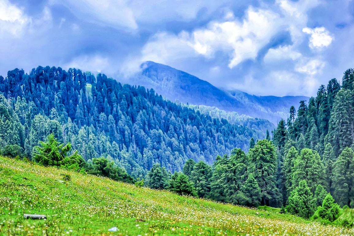 meadows at dainkund peak in dalhousie