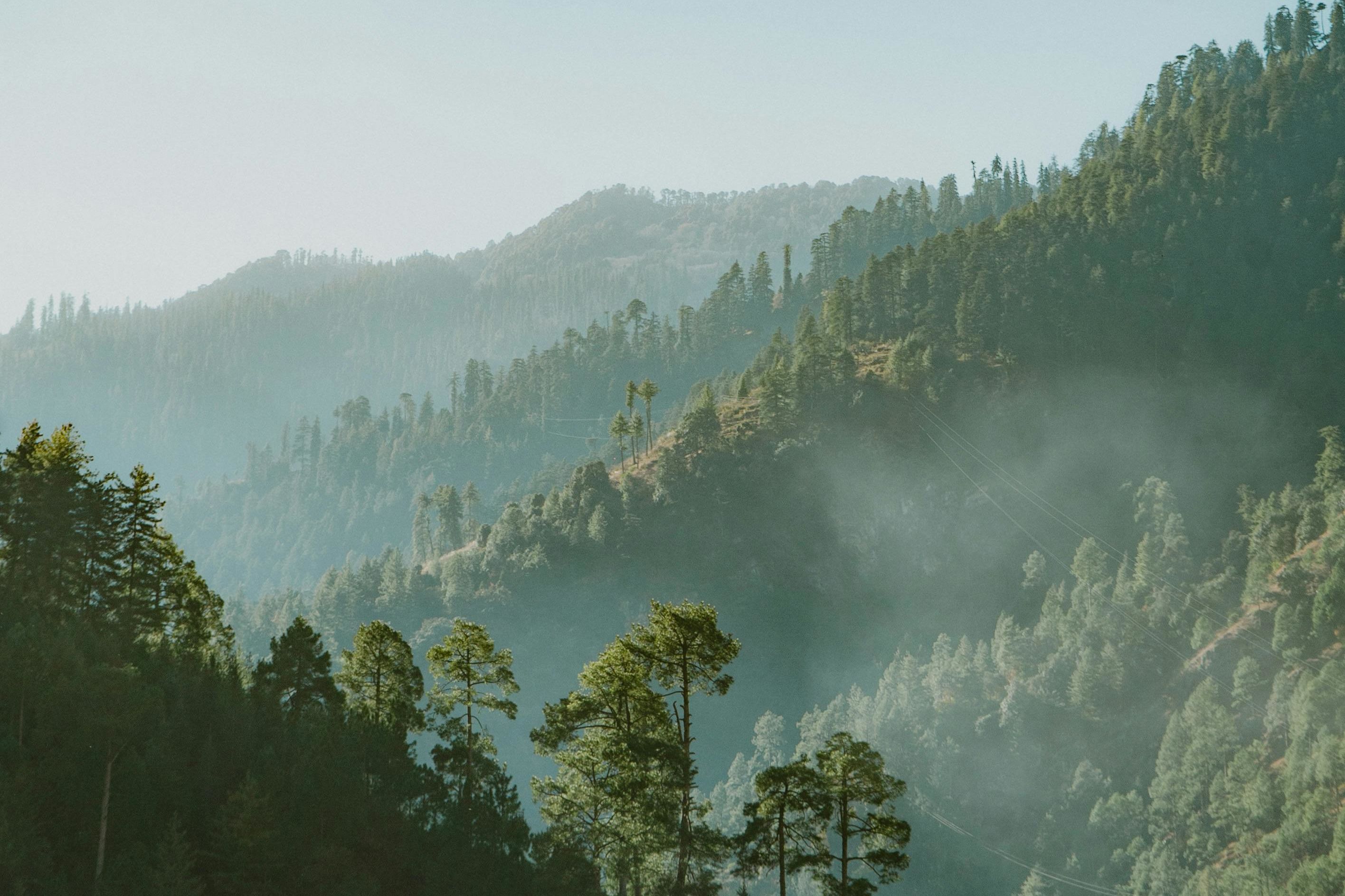 mountain range covered with green pine forest in himachal pradesh