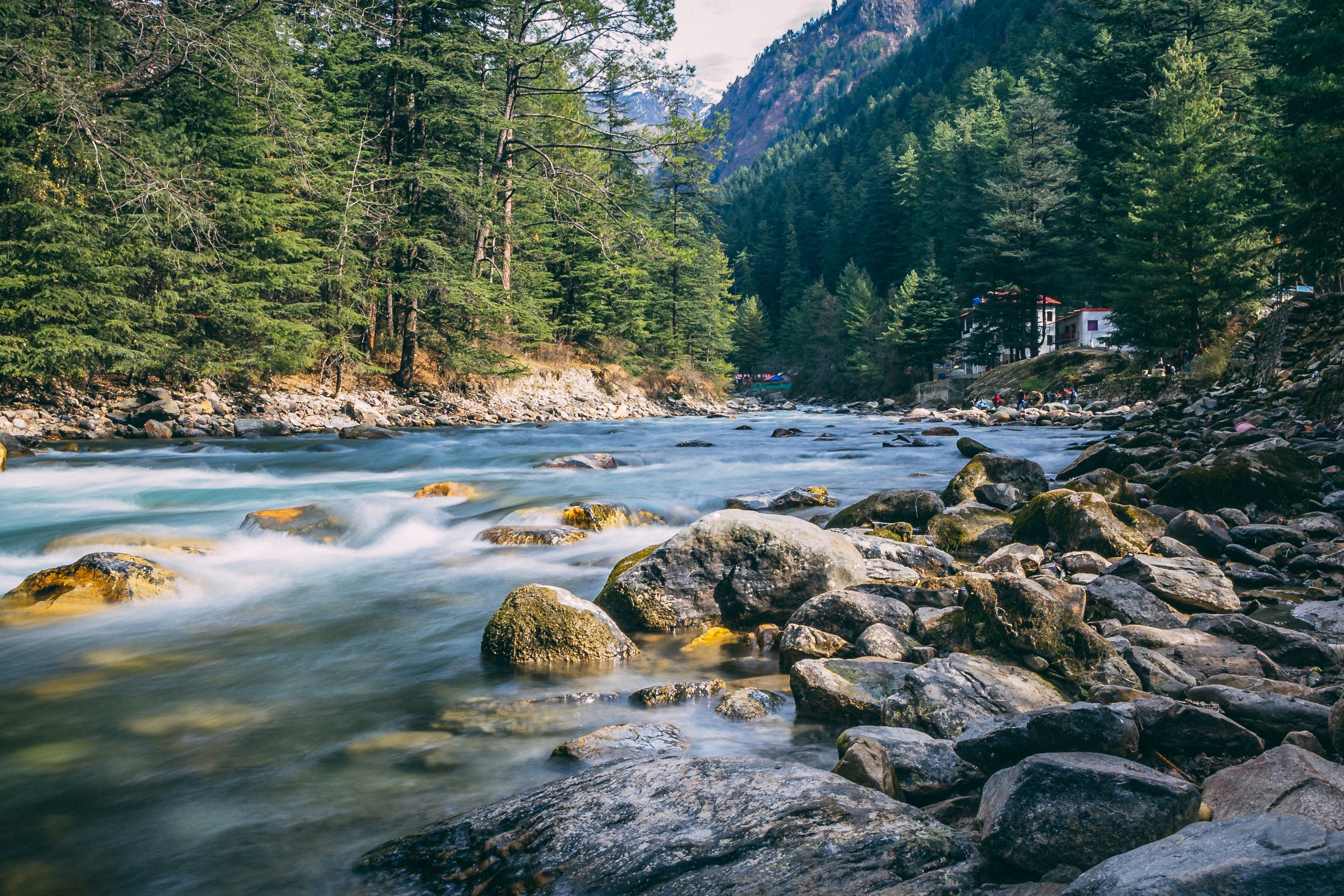 parvati river flowing in the middle of a forest during daytime in kasol