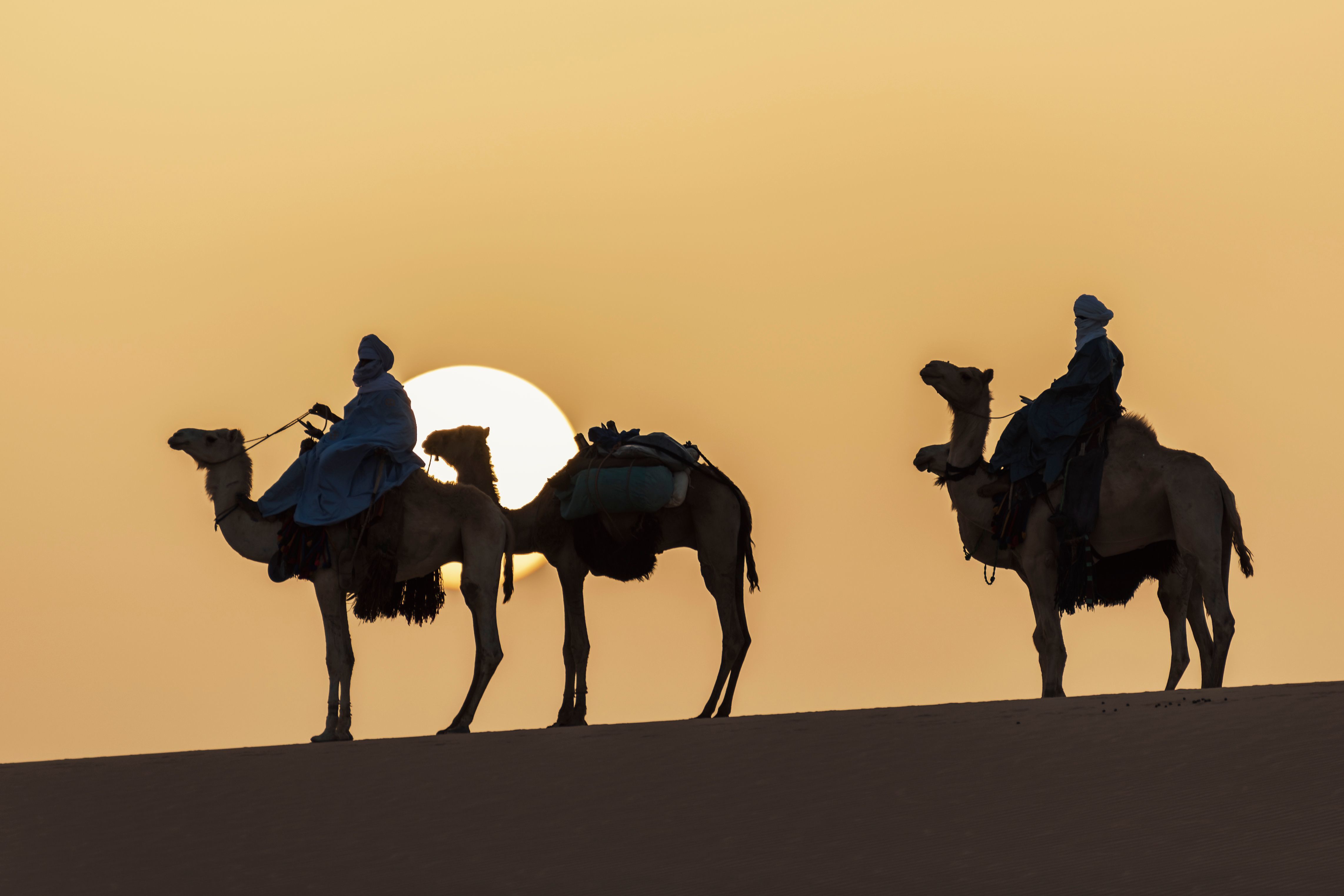 people riding camels on desert during sunset at pushkar