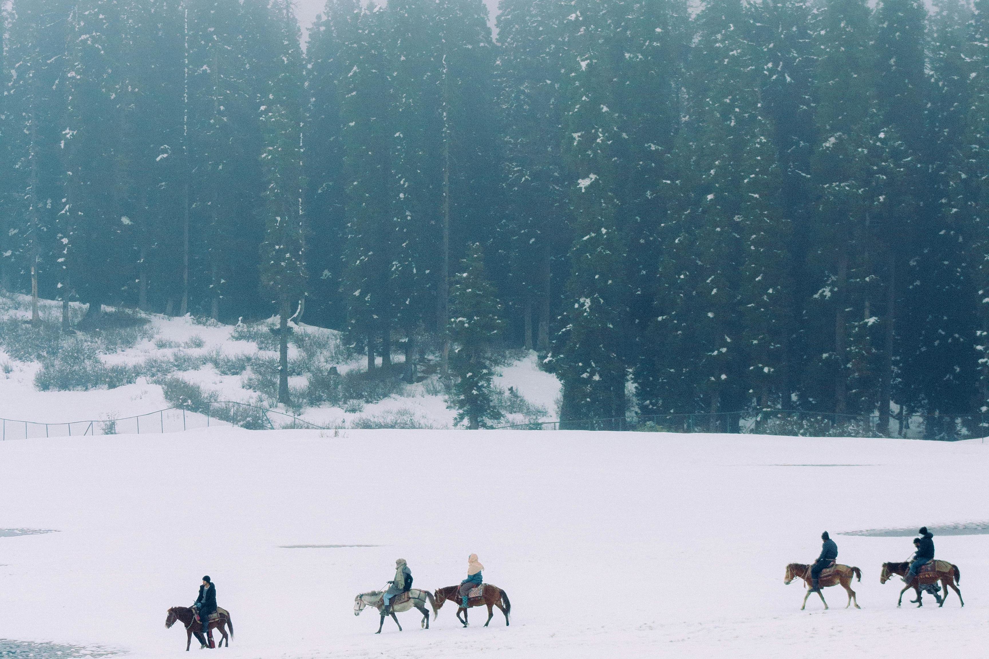 people riding on horses on a meadow covered with snow