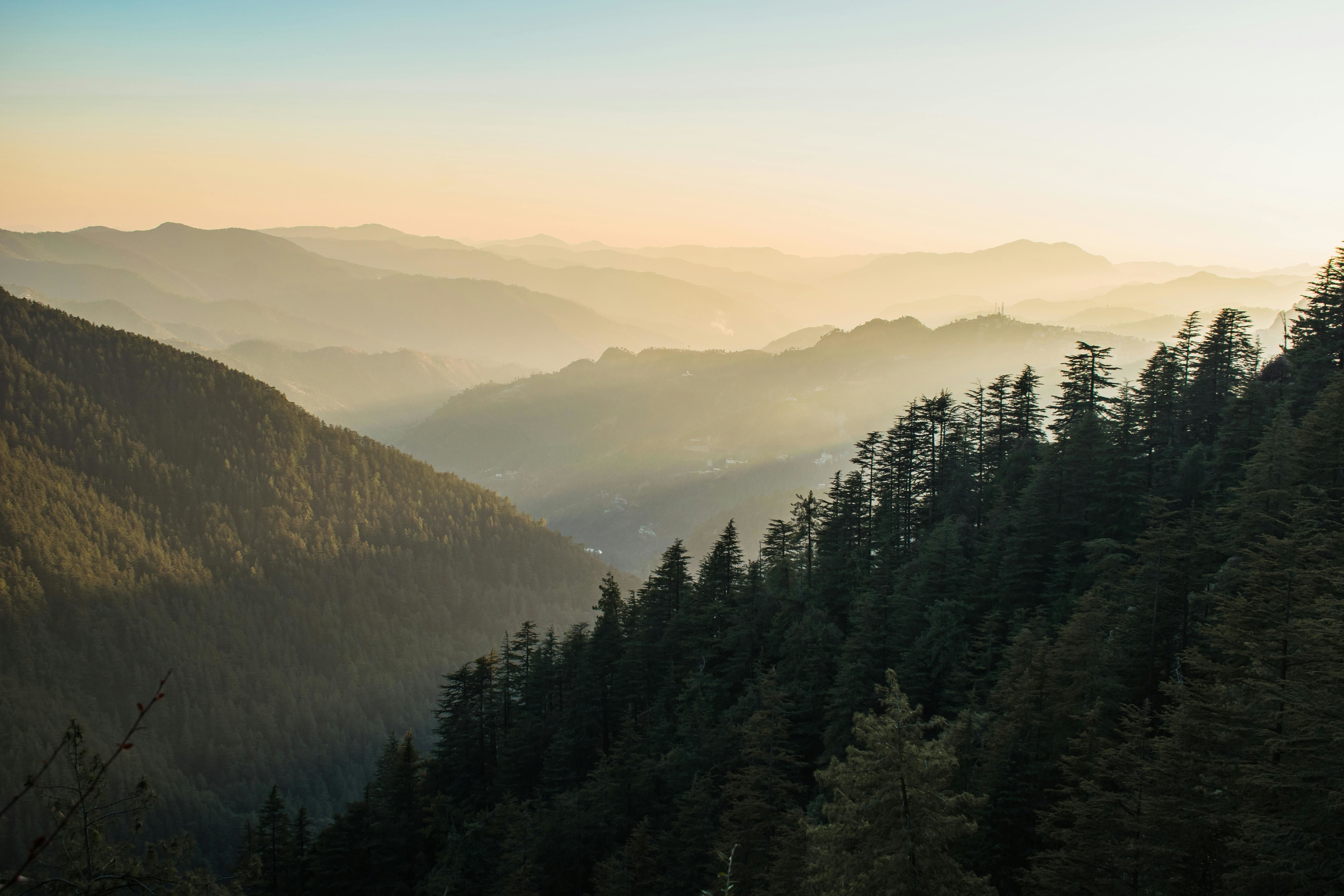 photo of trees on mountain in mashobra