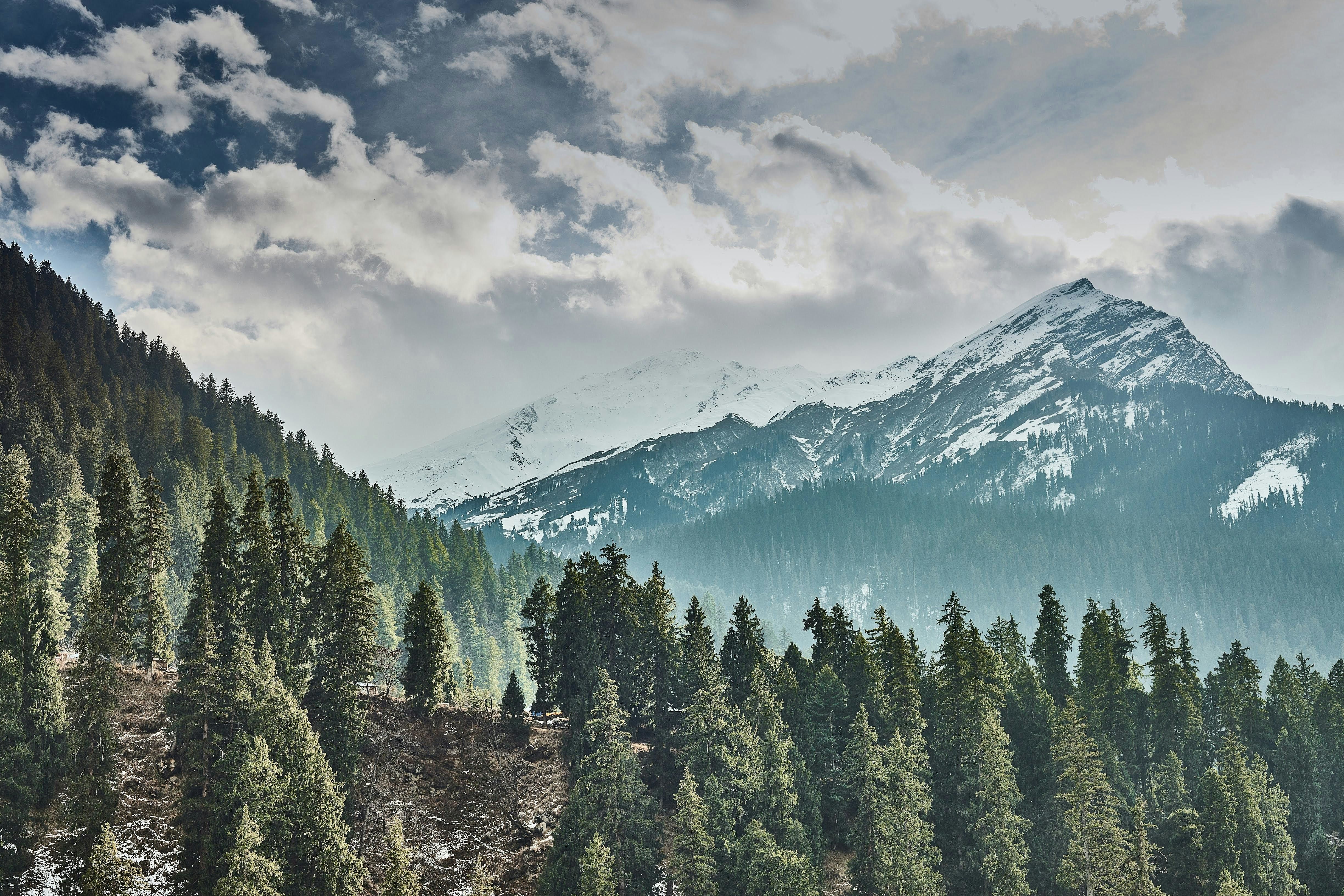 pine forest with snow covered mountains behind it in shimla
