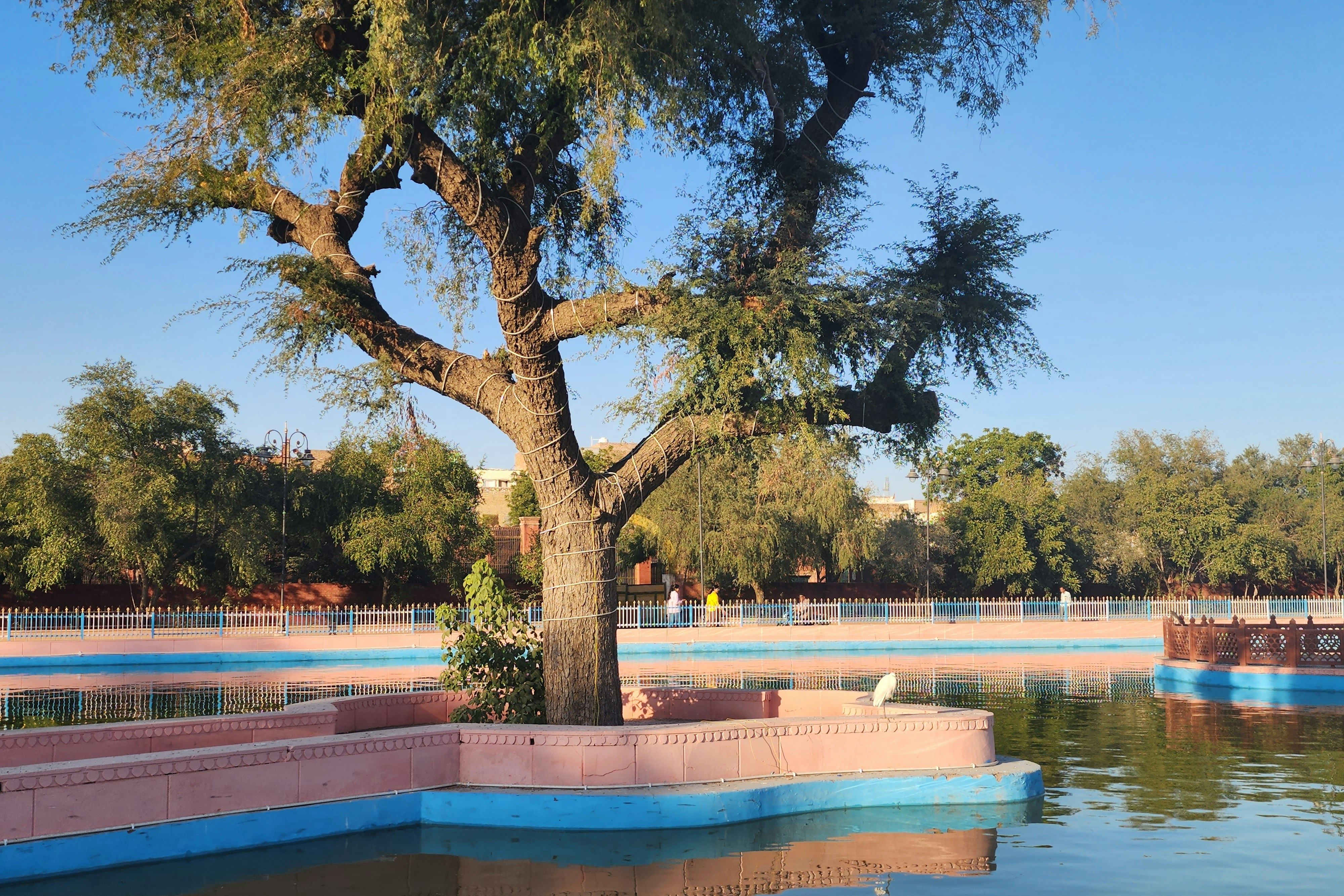 view of a tree at the centre of a pond at a public park in bikaner