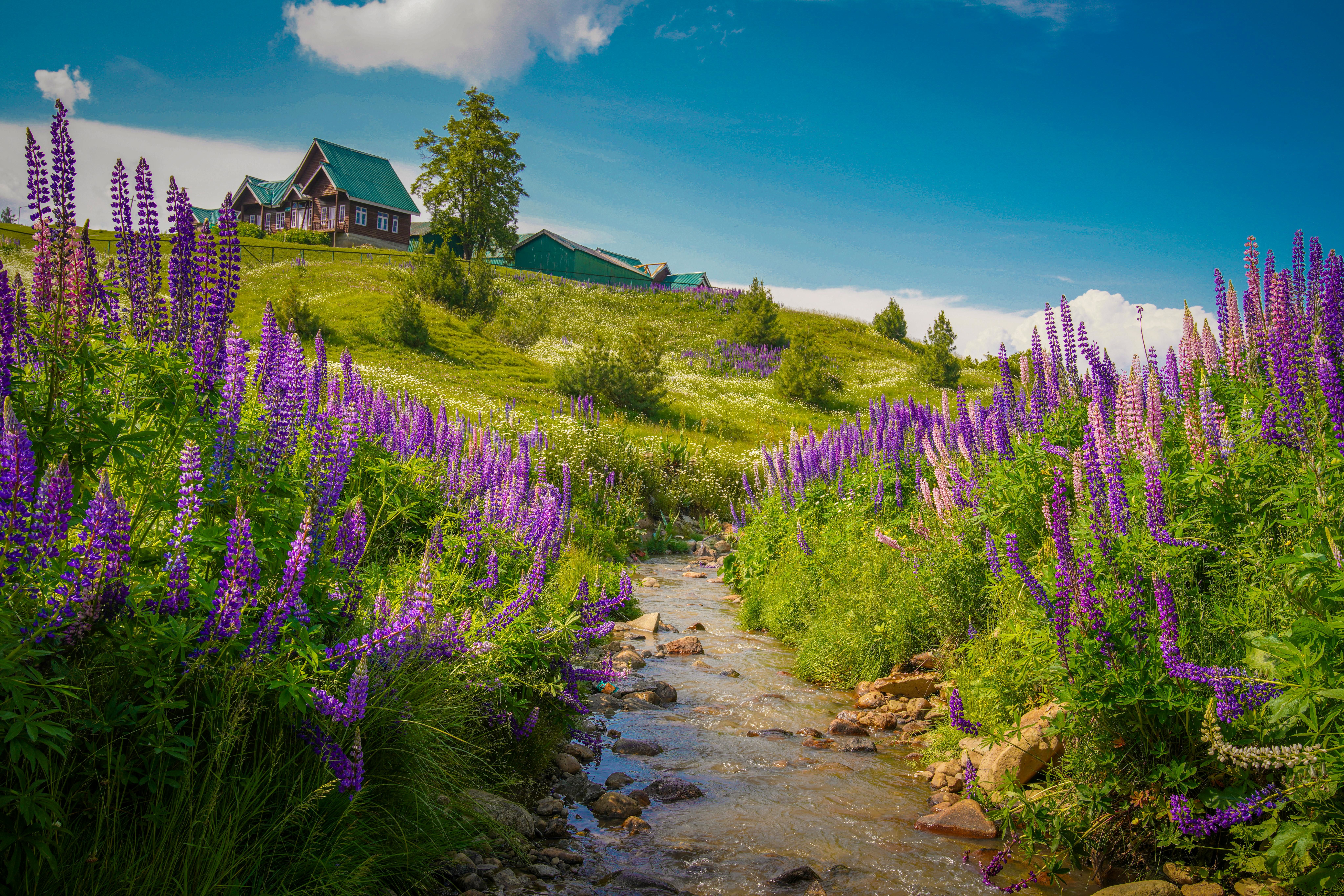 purple flowers on the field with a house in the backdrop in gulmarg