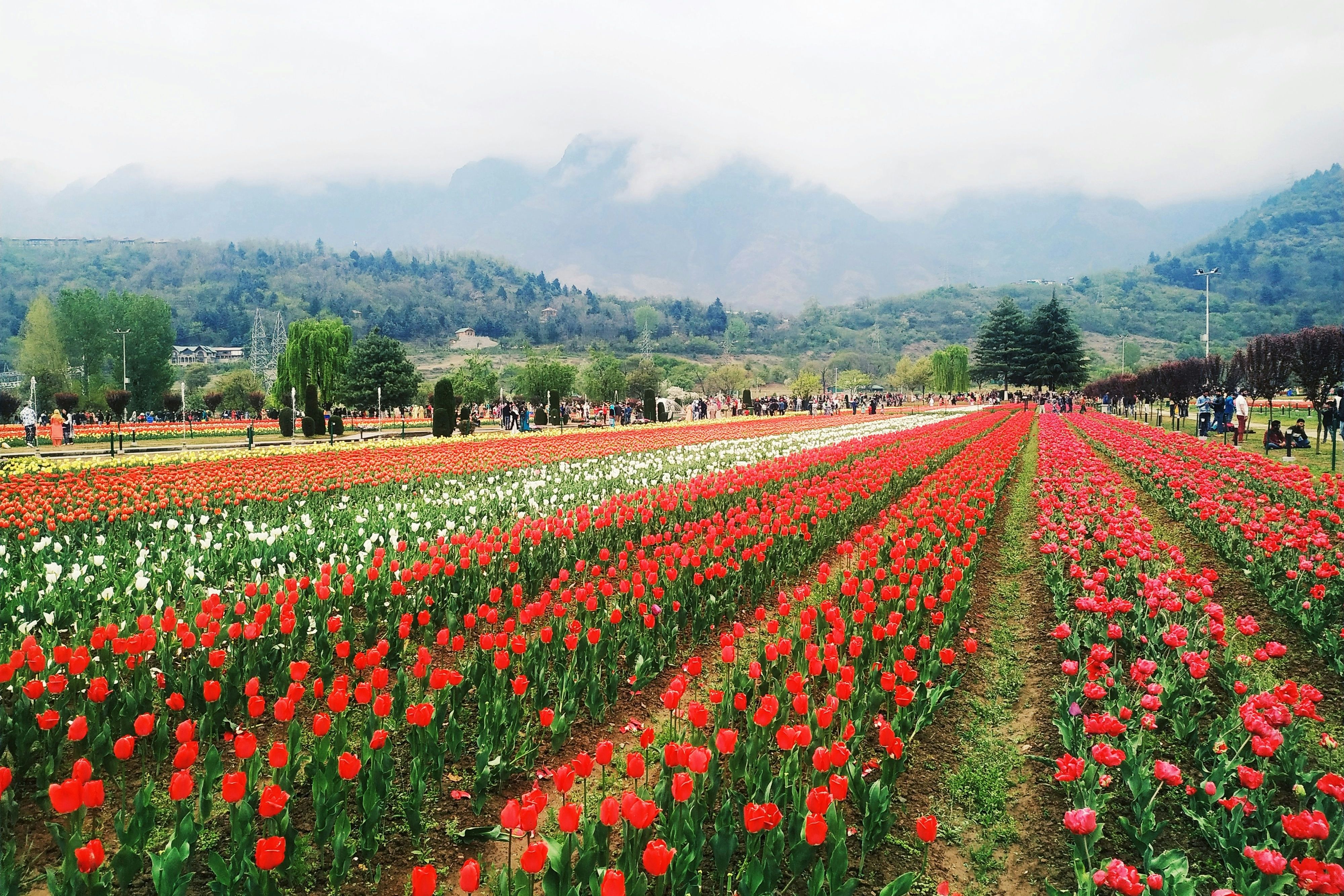 red and white tulip field during daytime in indira gandhi memorial tulip garden