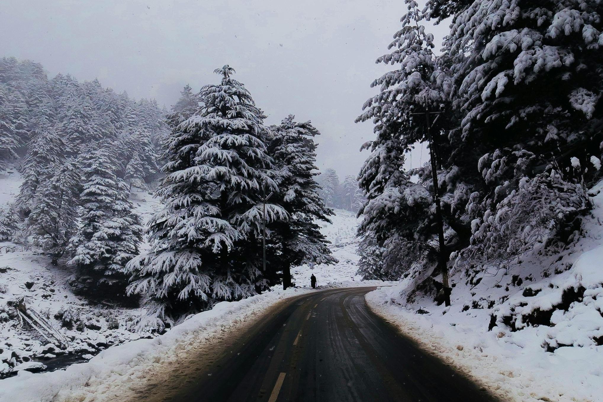 road beside snow covered trees