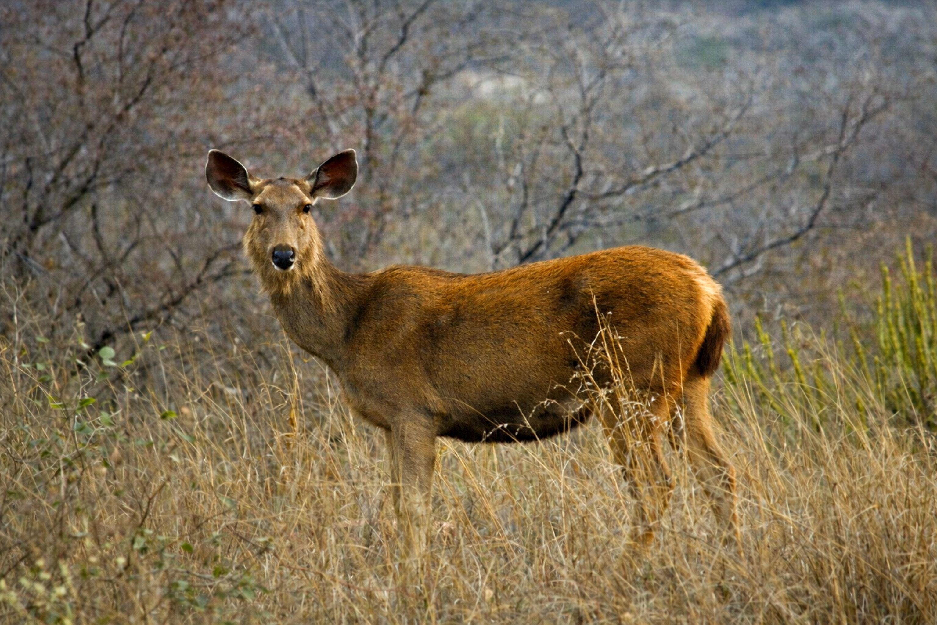 sambar deer in ranthambore national park
