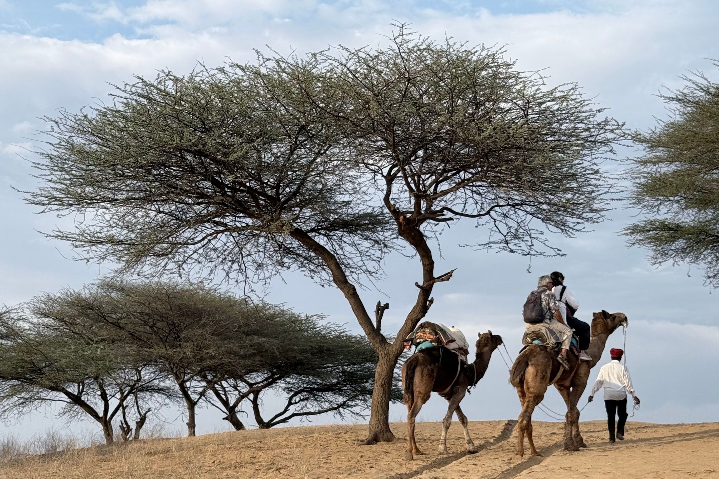 scenic view of camel riders traversing the thar desert during daytime