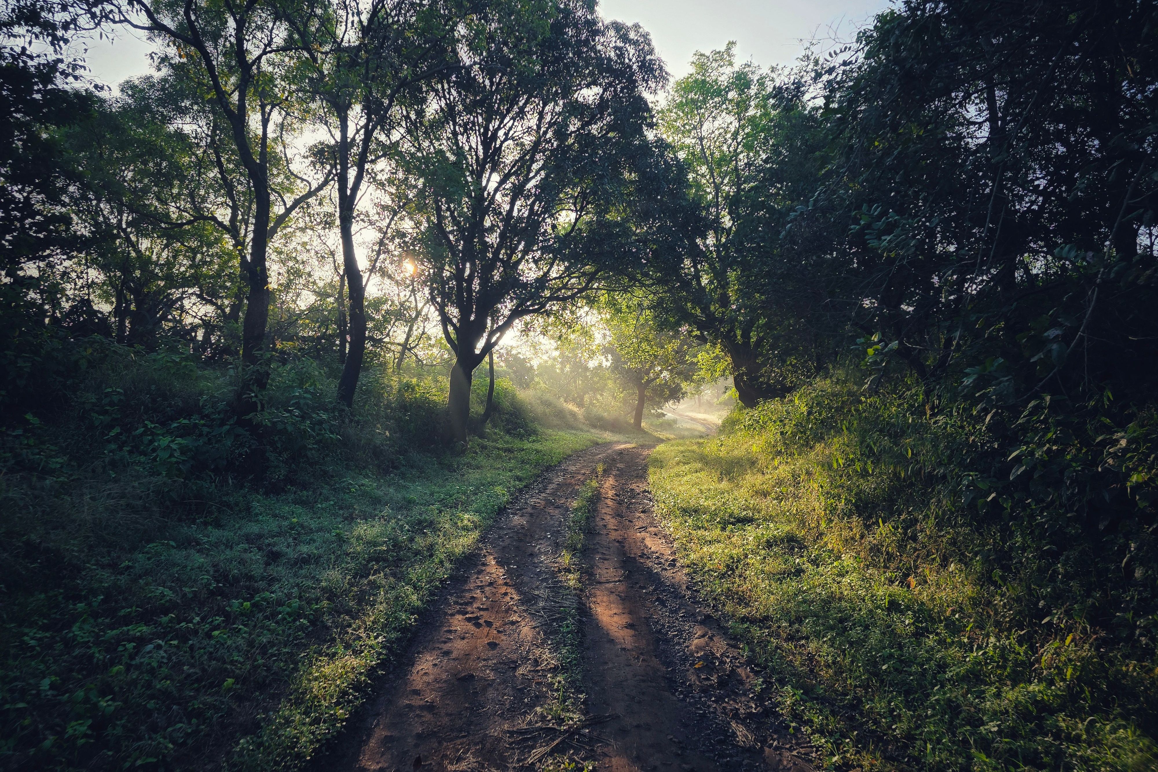 a forest path at ranthambore national park