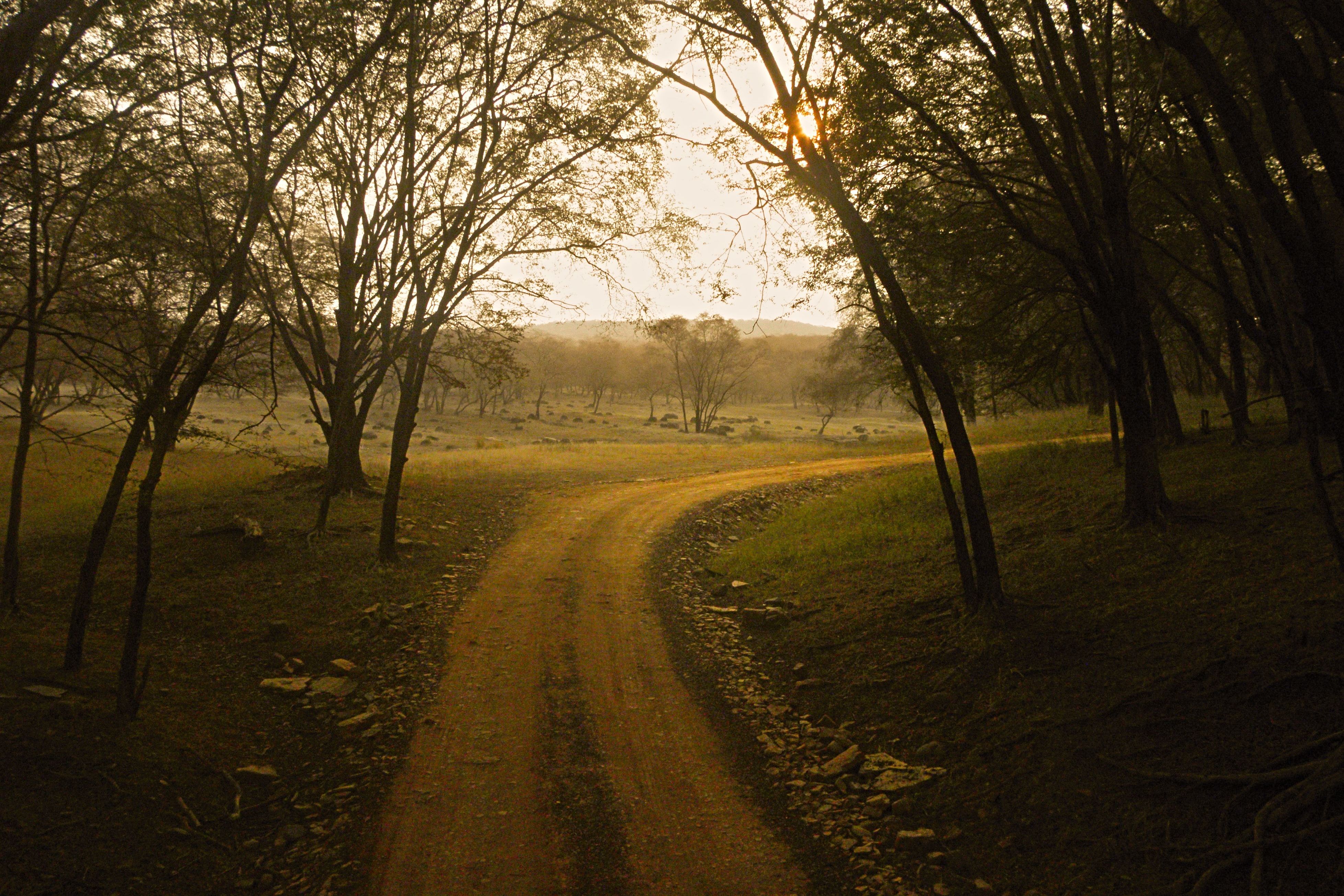 a serene forest path at ranthambore national park