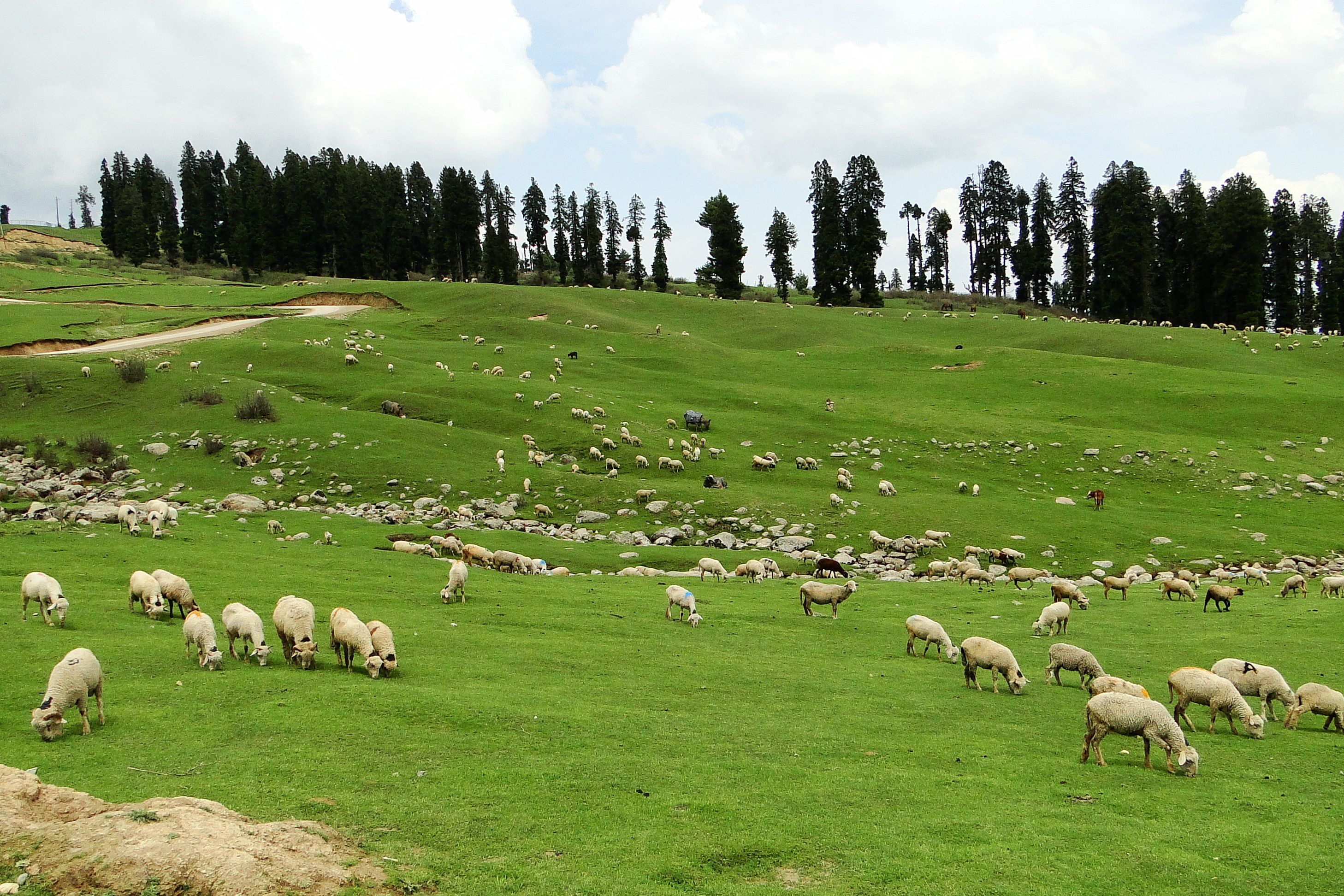 sheeps grazing in green field at doodhpathri