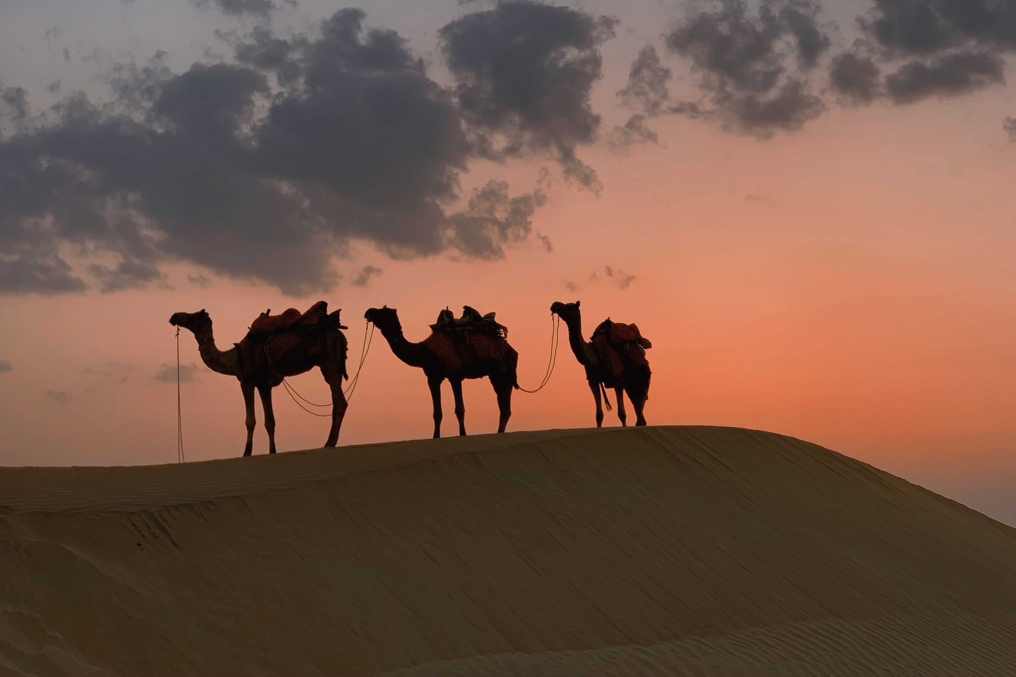 silhouette of camels at sunset in the desert near jaisalmer