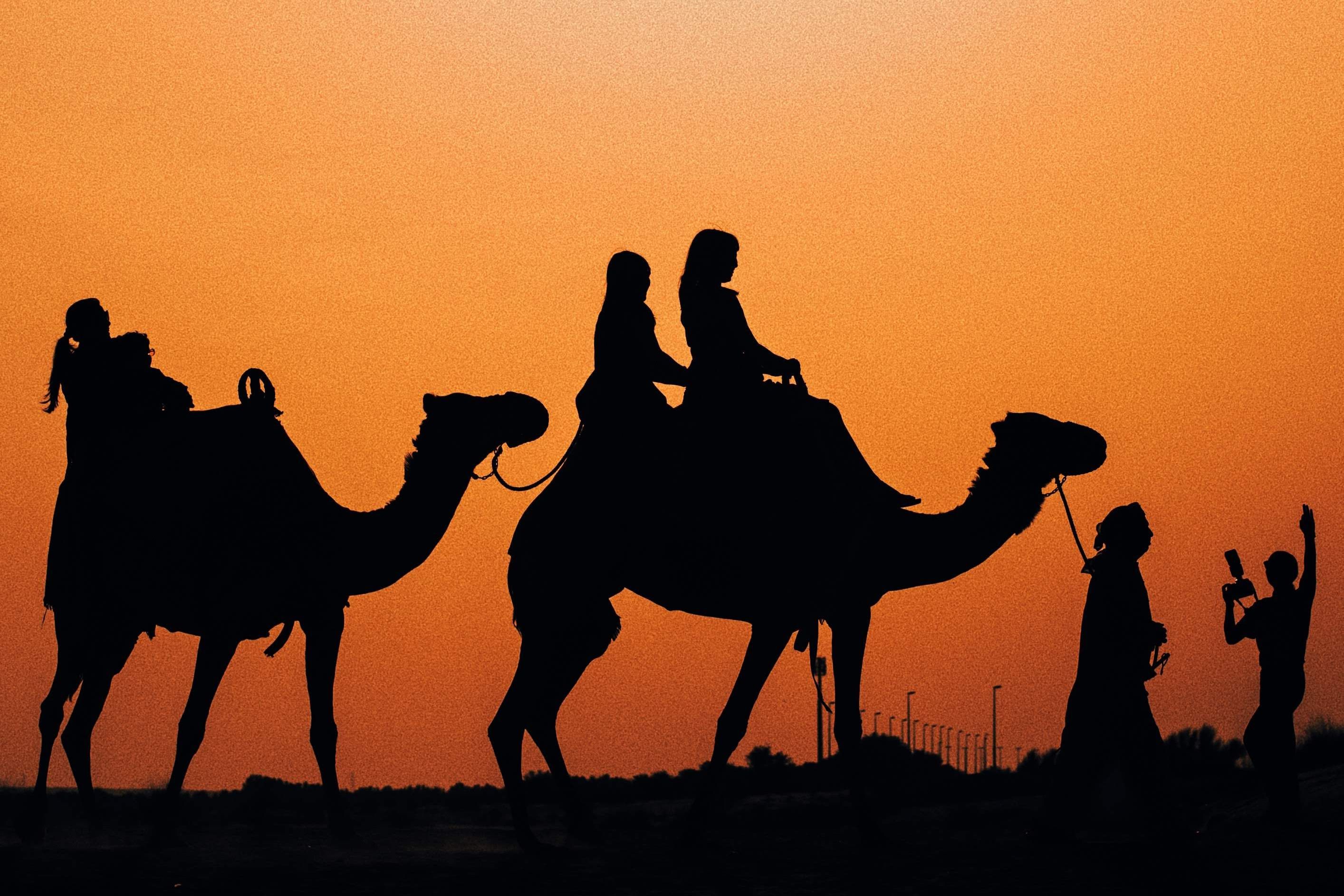 camel ride at sunset at pushkar during sunset