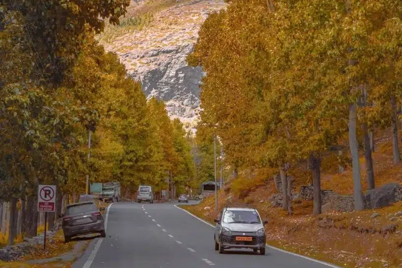 car travelling on a road with pine tress on both sides of the road