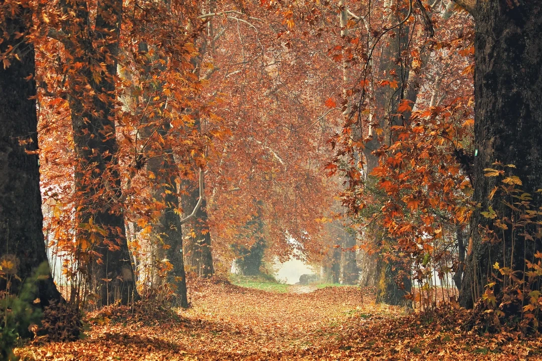 chinar trees with golden coloured leaves in srinagar