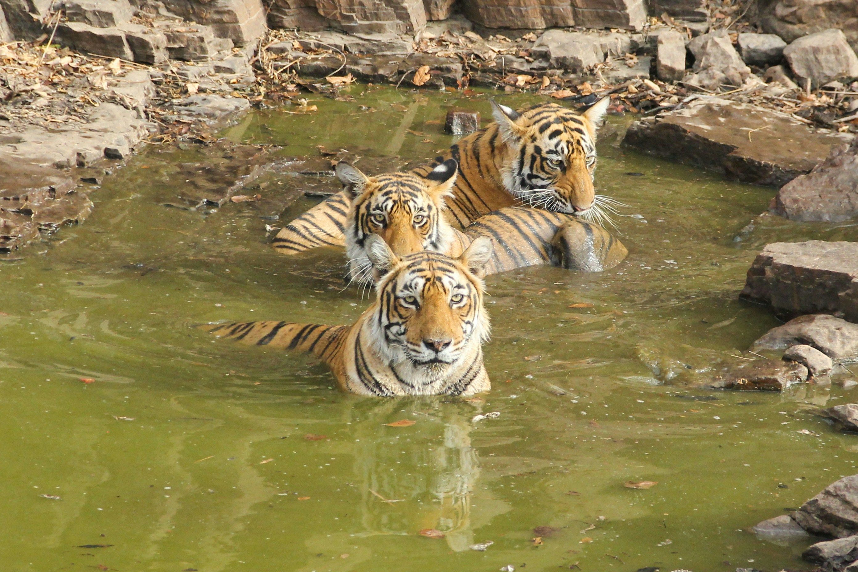 three tigers swimming in a pool of water at ranthambore national park