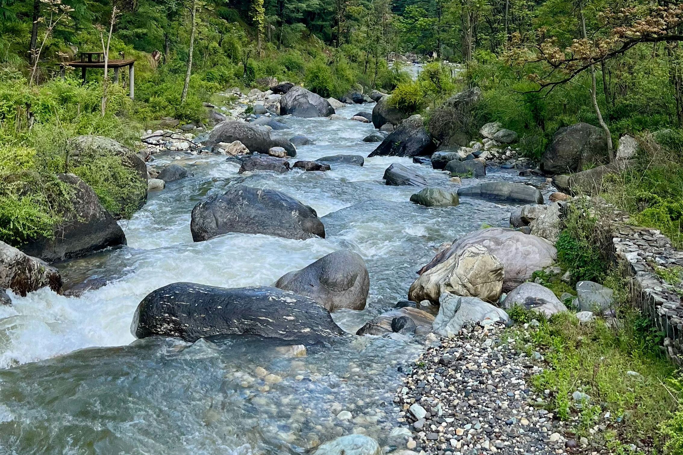 tirthan river flowing through a lush green forest near jibhi