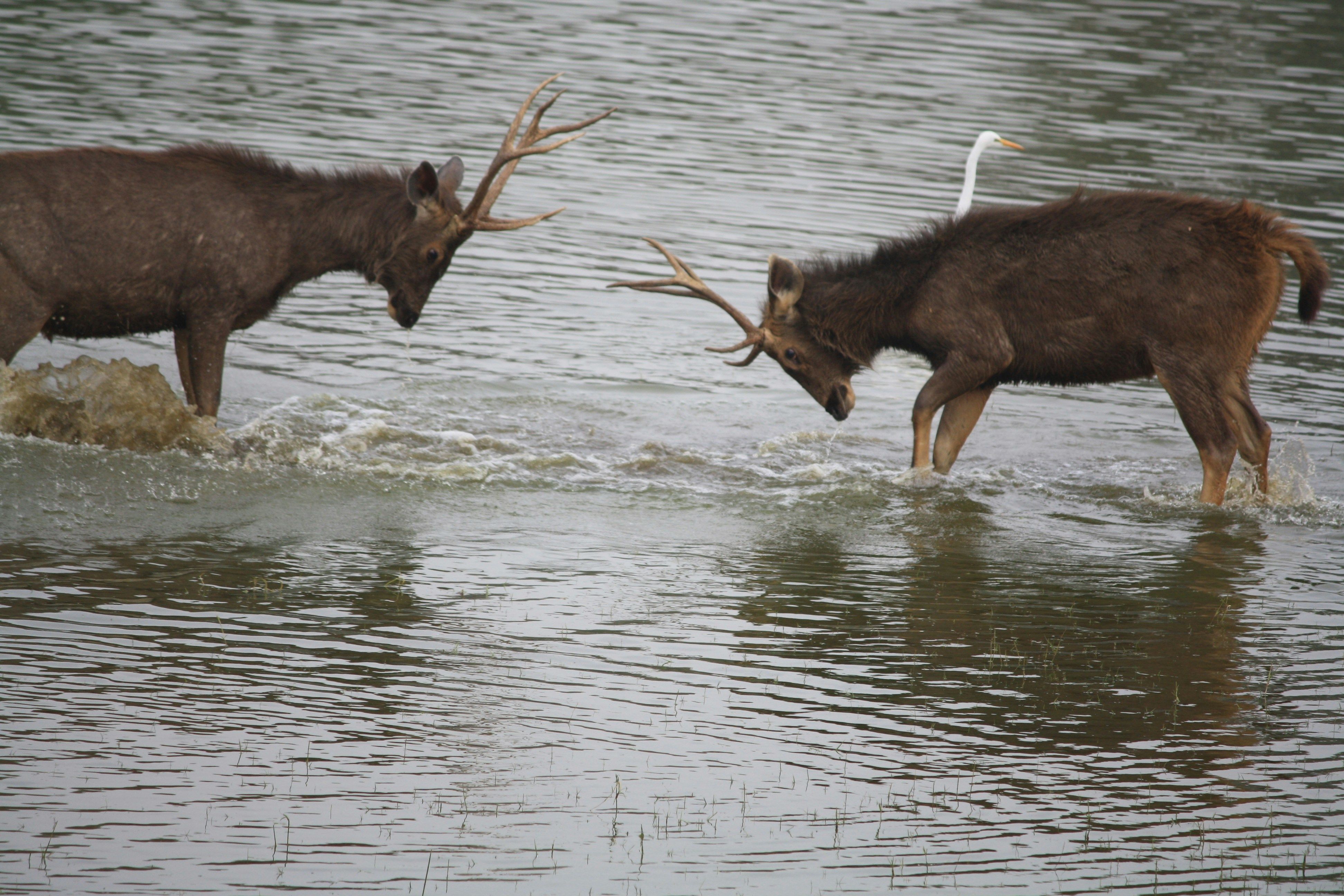 two animals playing in a body of water at ranthambore national park