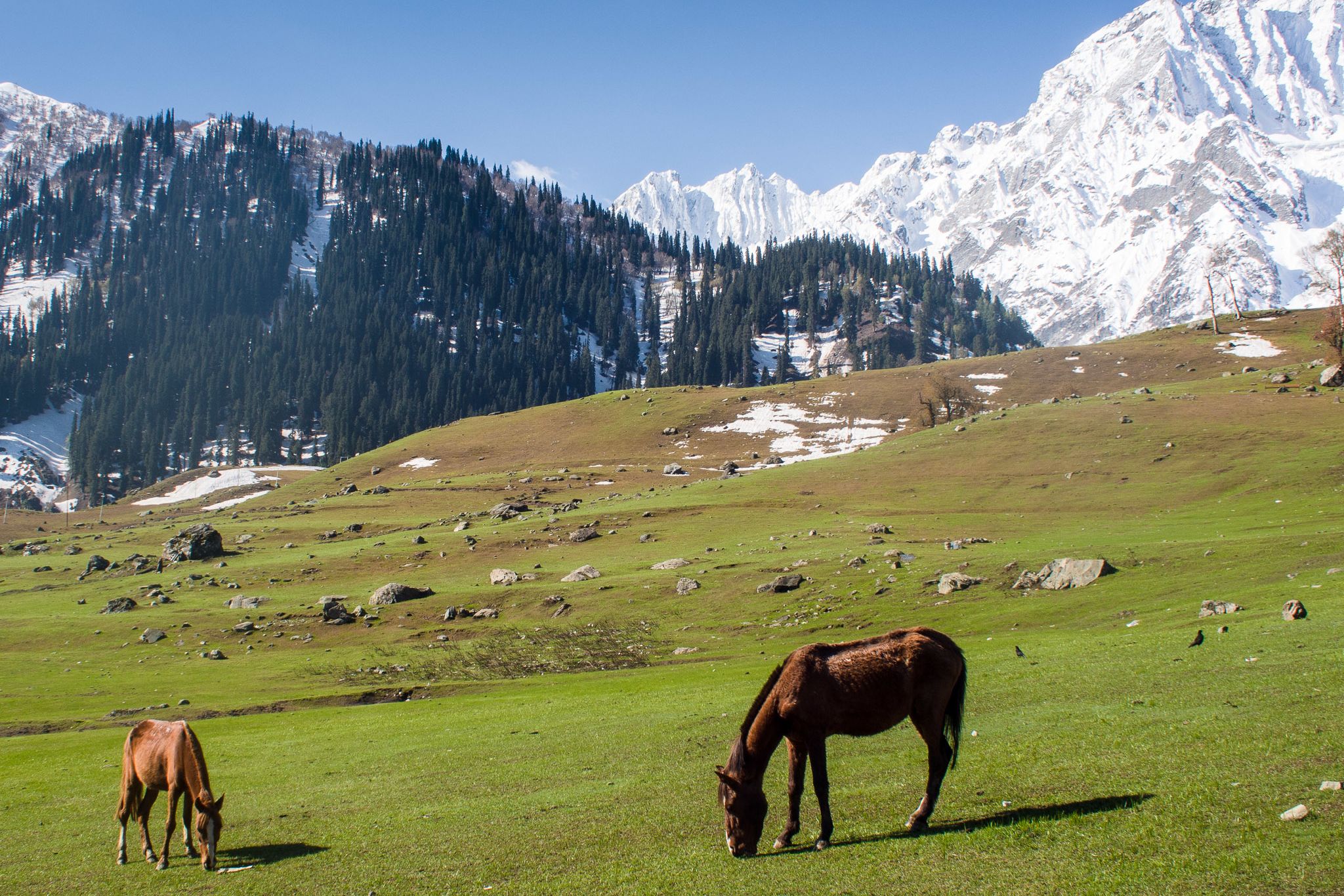two horses grazing in green field in sonmarg
