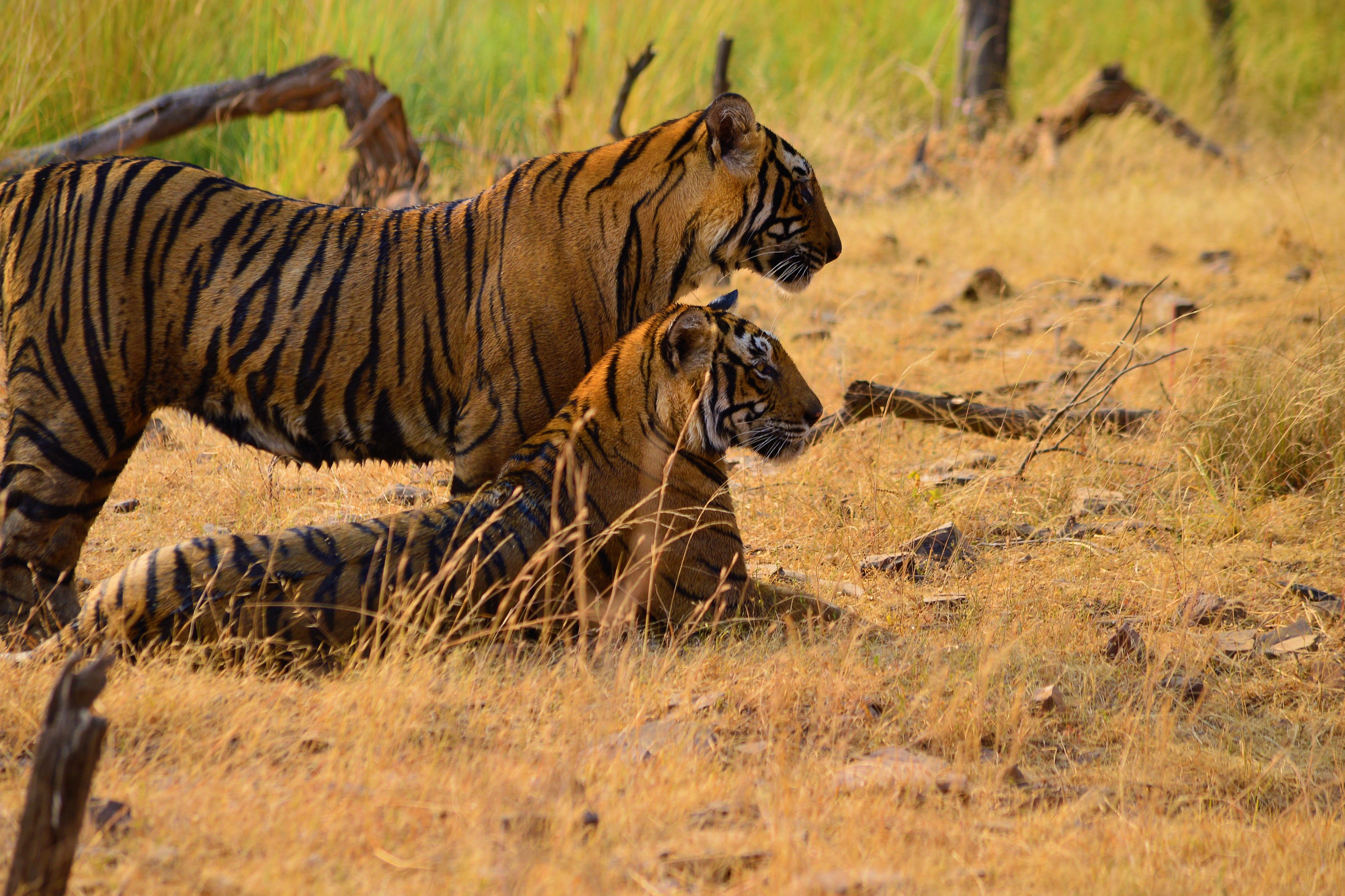 two bengal tigers in ranthambore national park