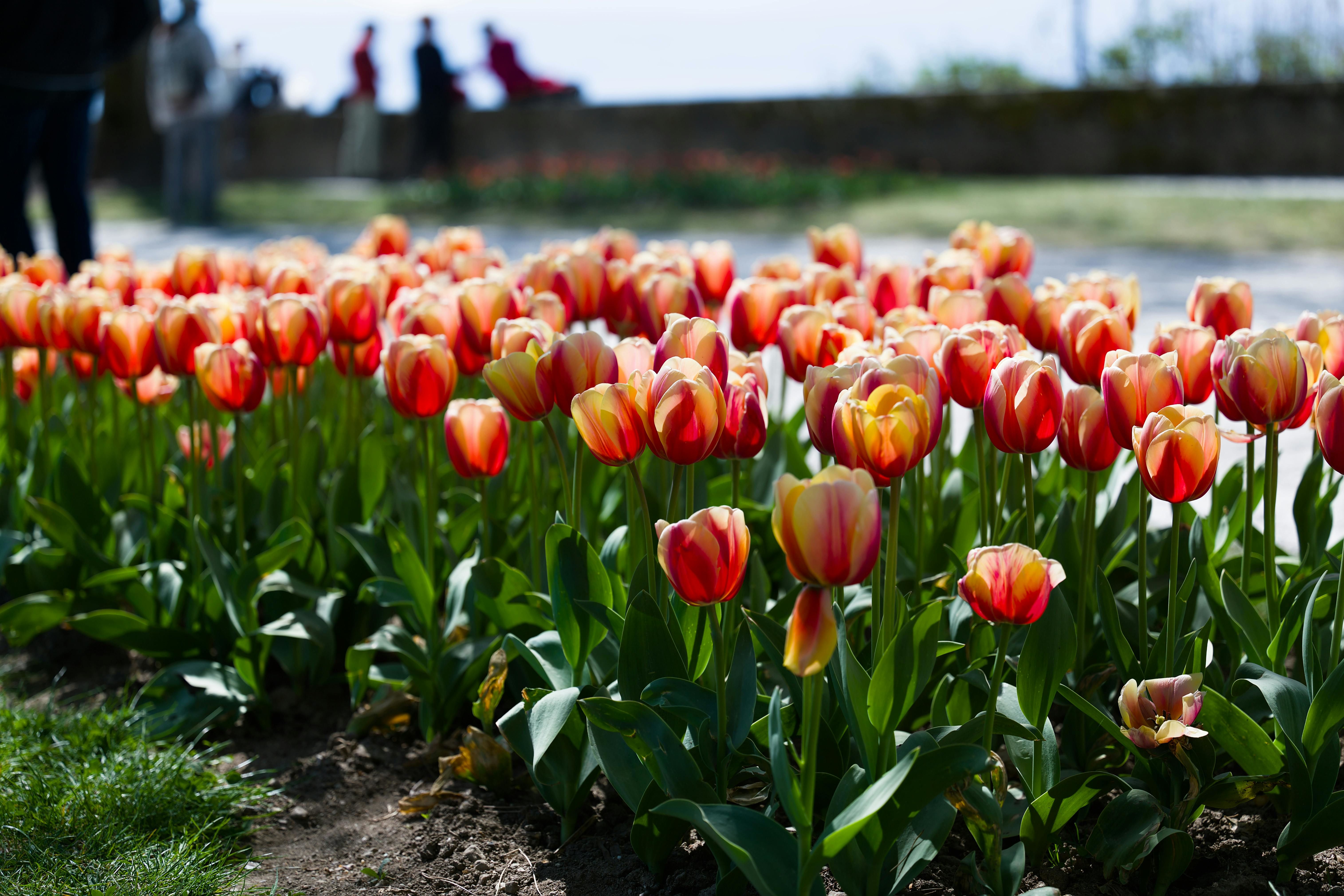 vibrant tulip garden during spring