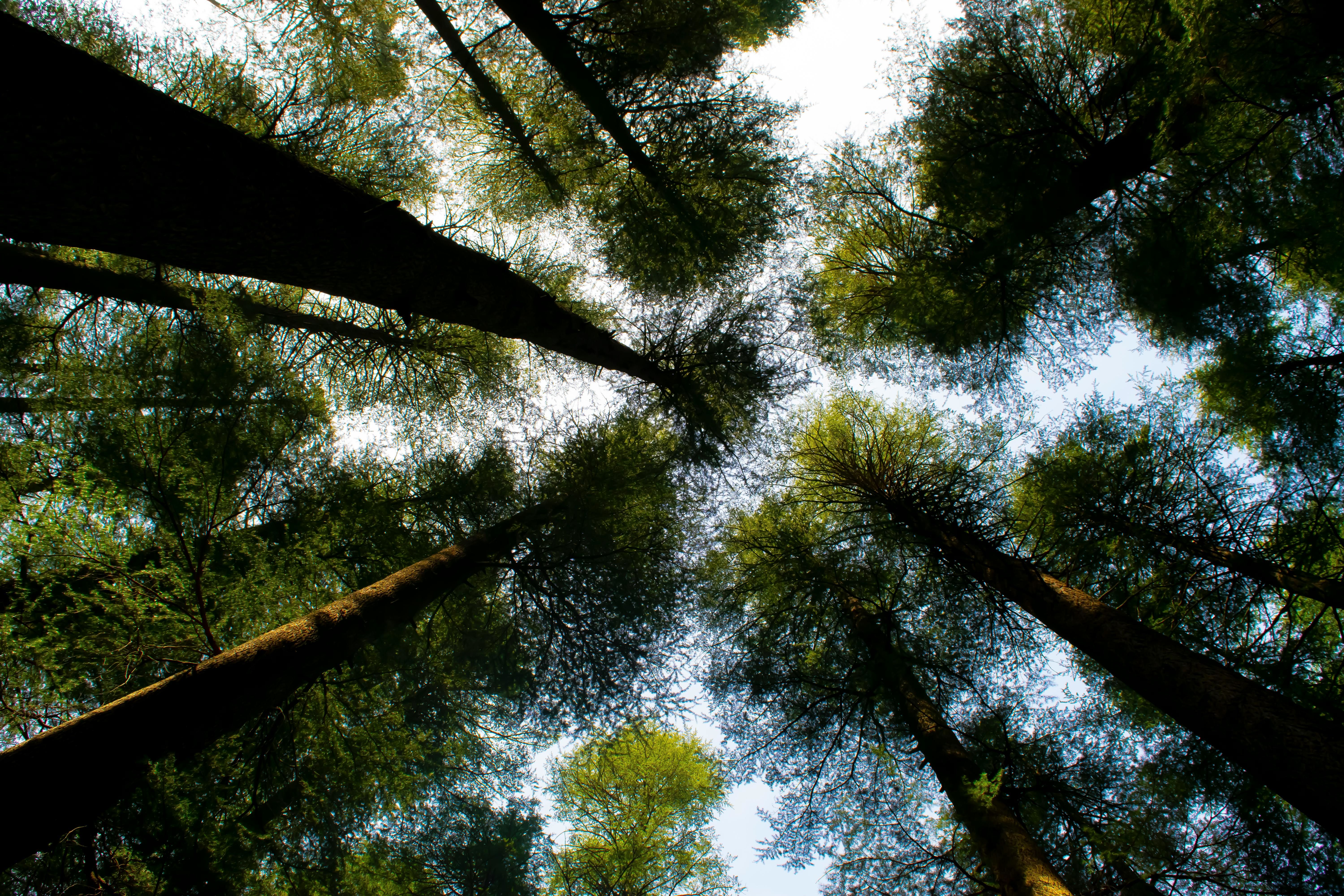 view of pine forest in himachal pradesh