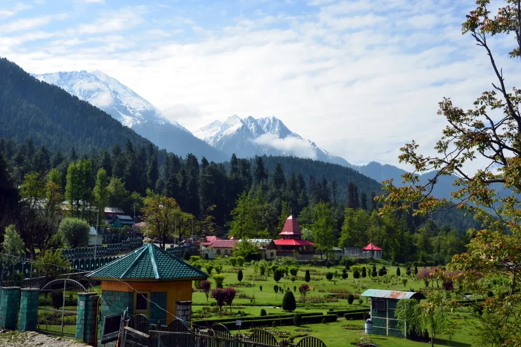 view of pine trees surrounded by snow capped mountains in pahalgam