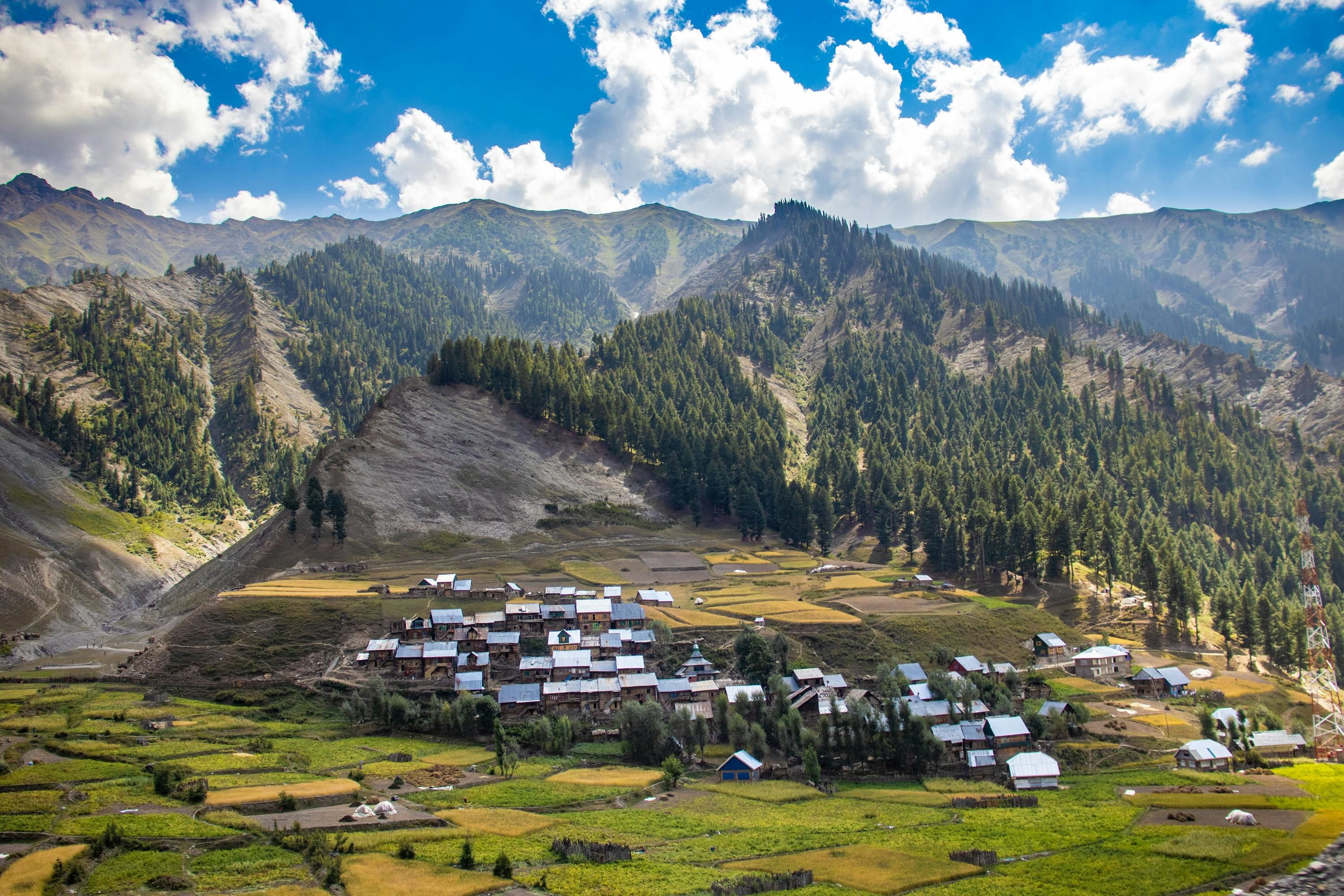 village in gurez valley surrounded by green fields