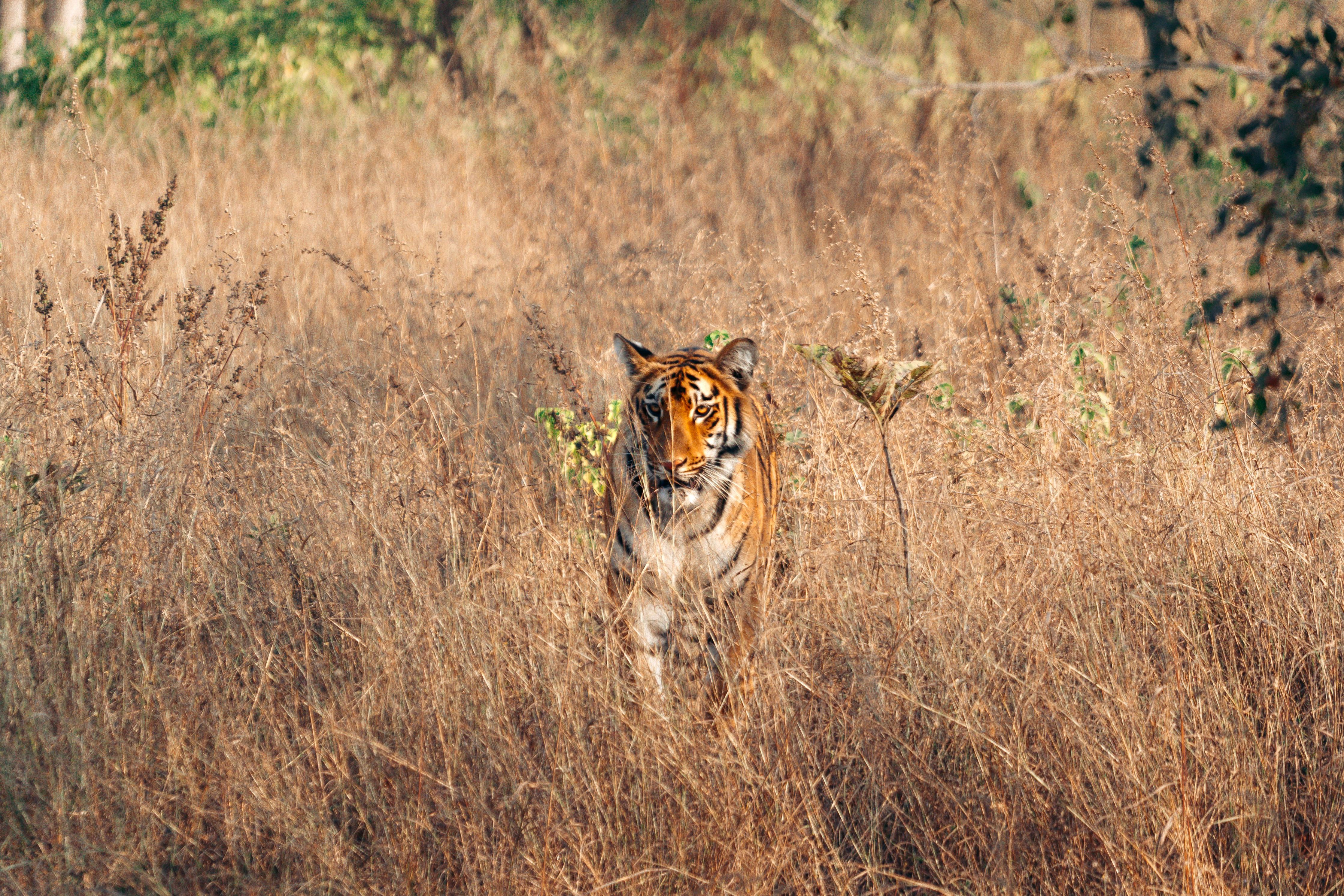 a wild tiger gracefully walking through a grassland in ranthambore national park