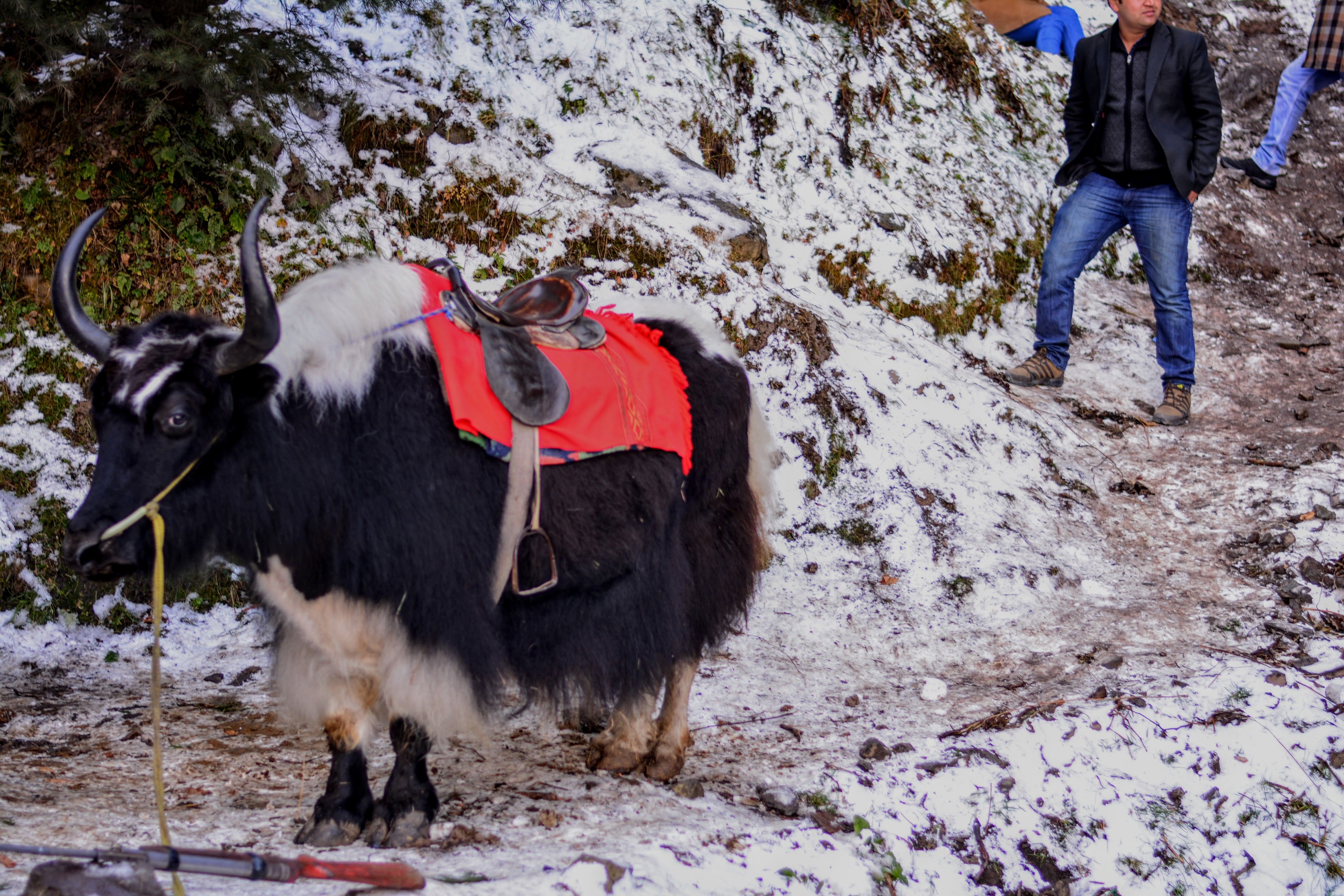a black yak standing in kufri