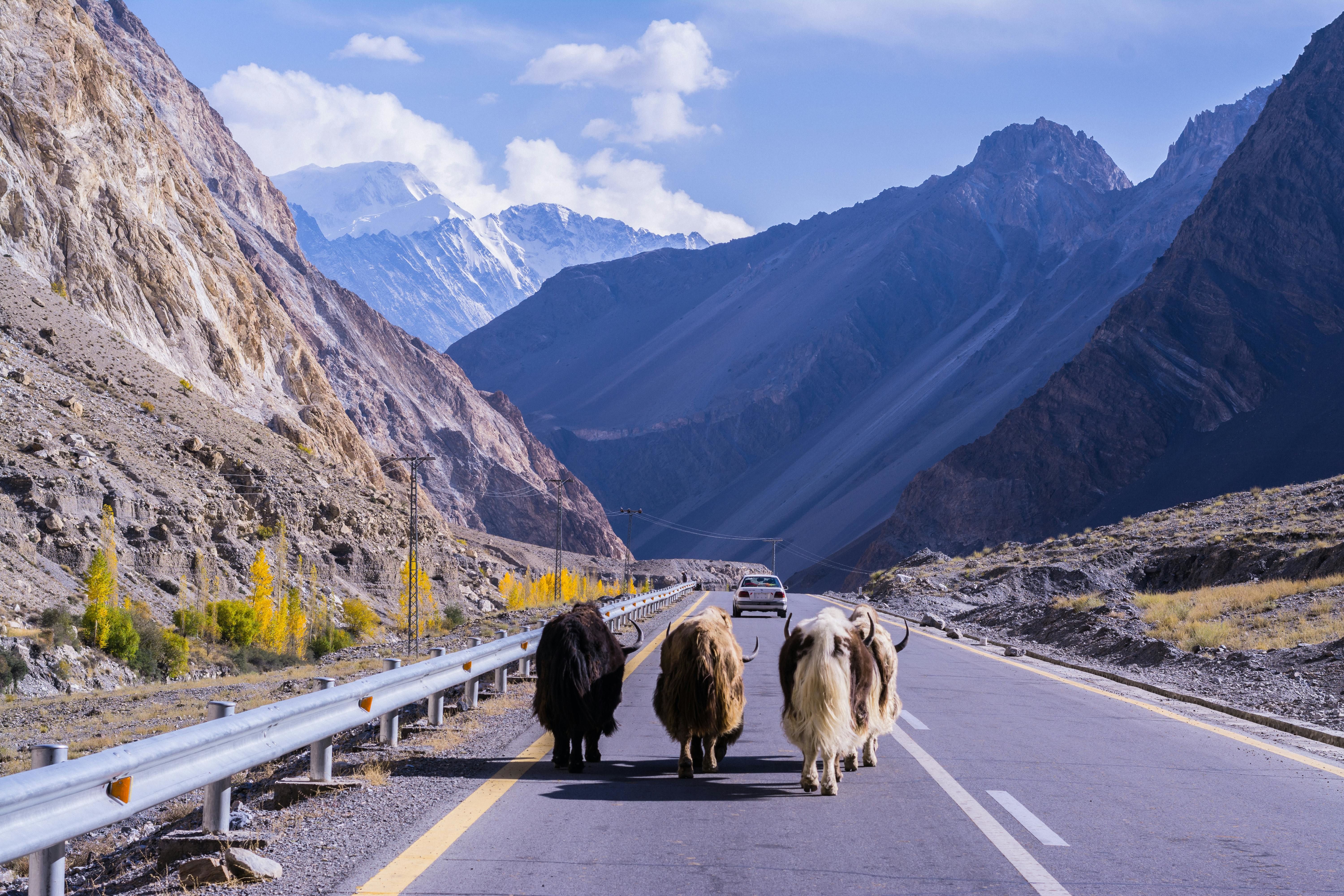 yaks on a highway during daytime