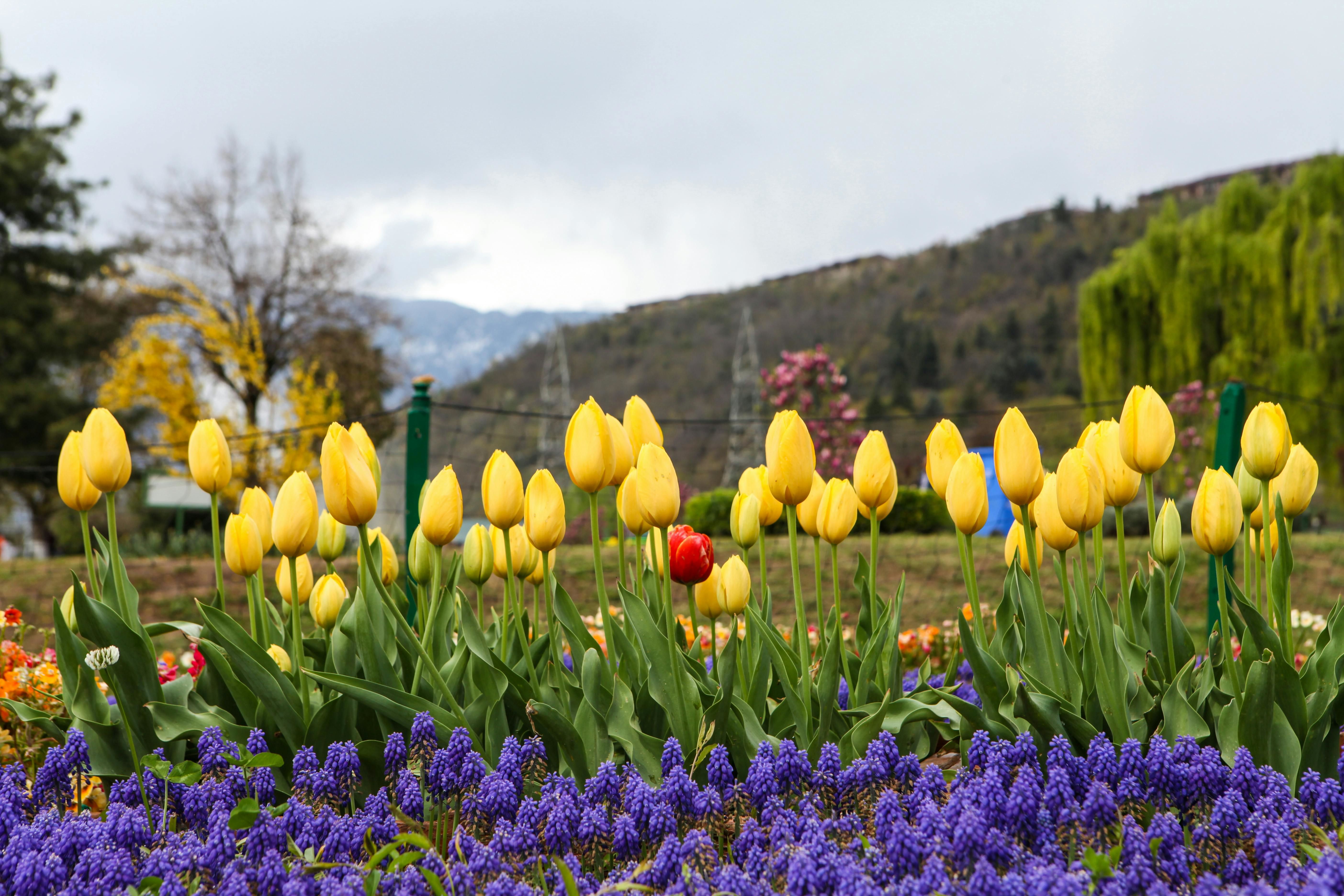 yellow tulips in indira gandhi memorial tulip garden