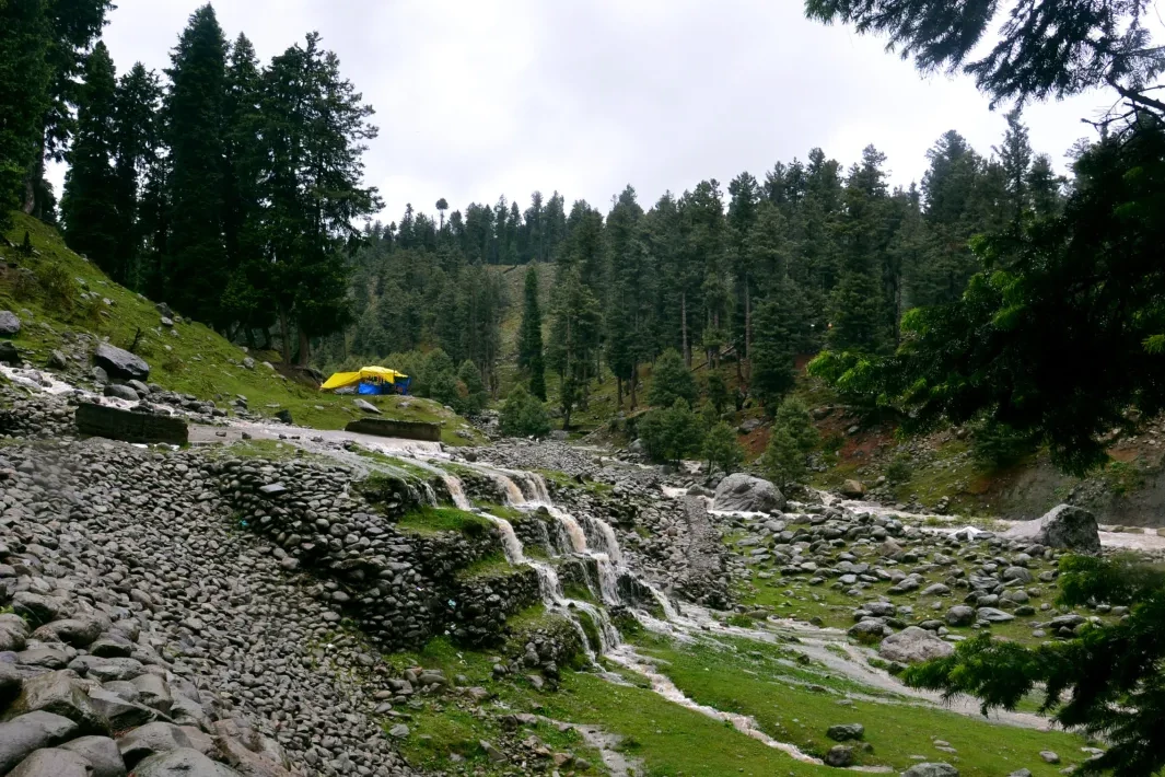 view of pine trees near yushmarg