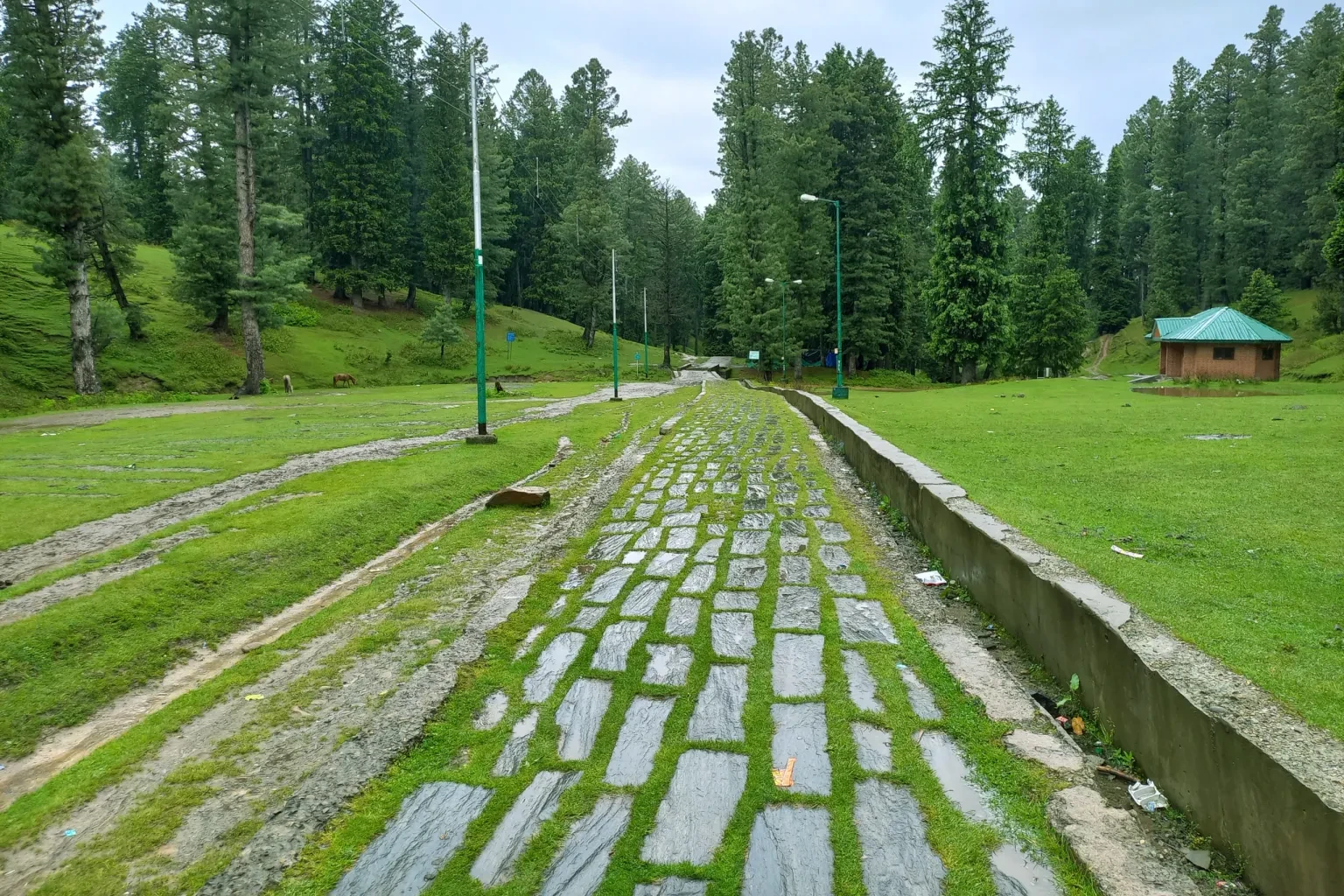 view of pine trees near yushmarg